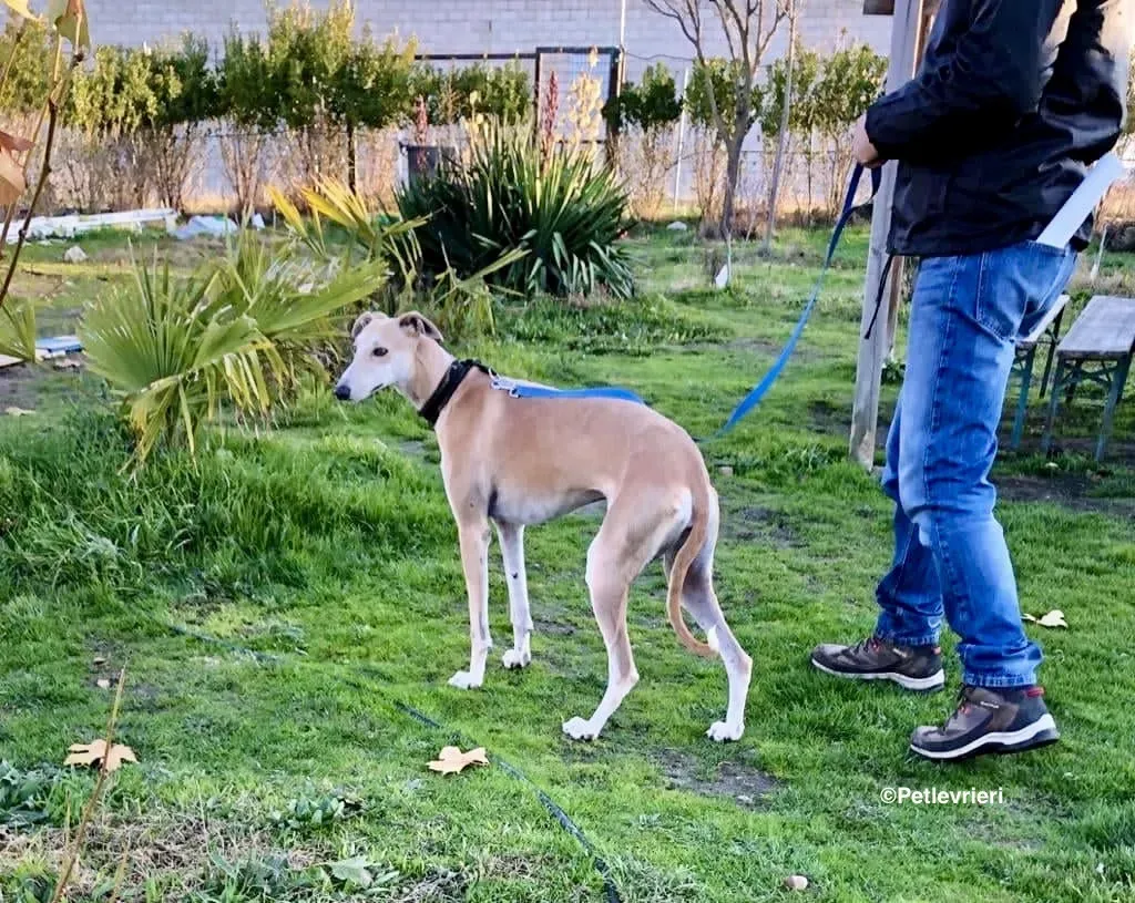 Mara adozione levrieri galgo 02