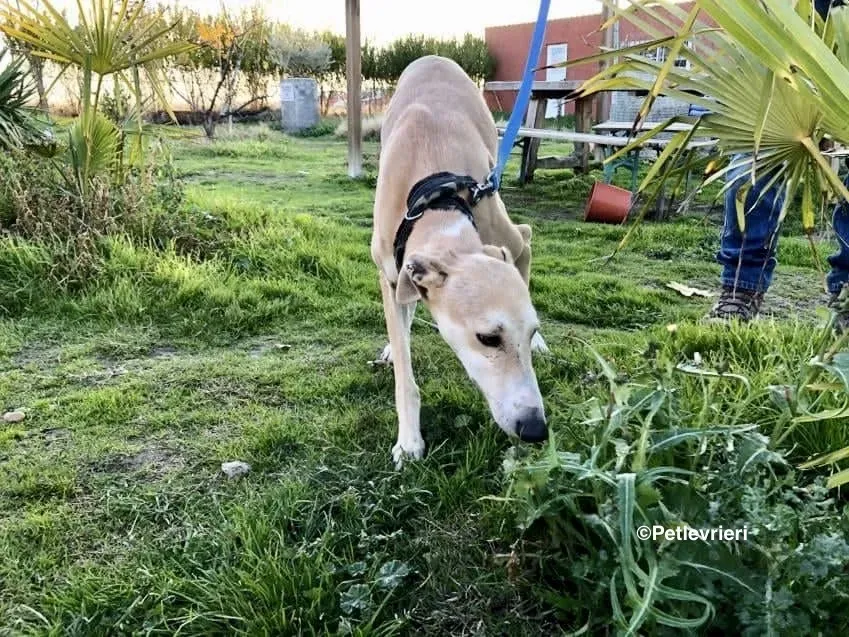 Mara adozione levrieri galgo 03