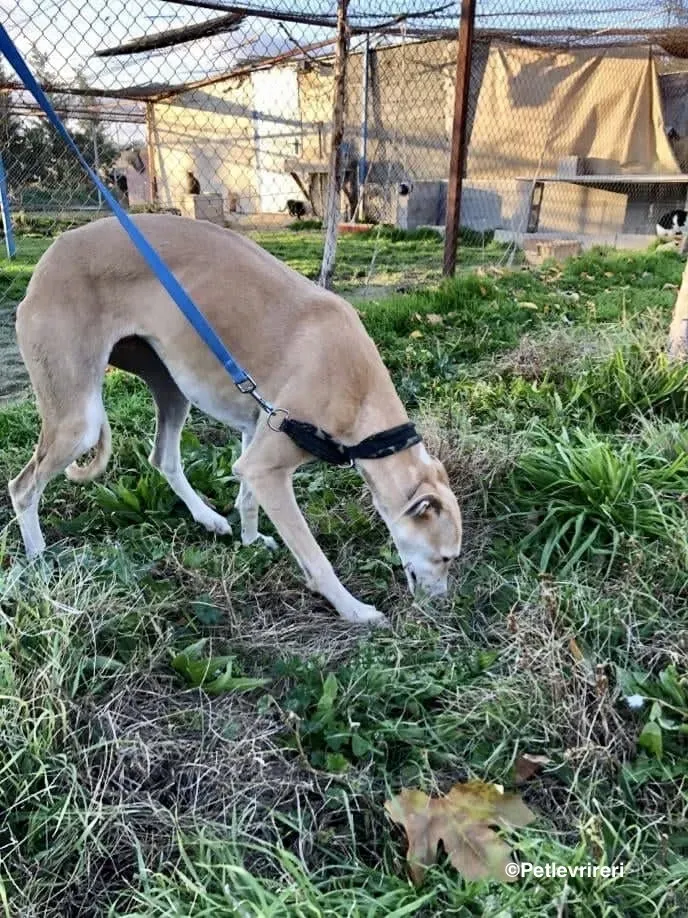 Mara adozione levrieri galgo 04