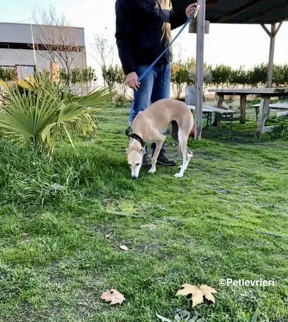 Mara adozione levrieri galgo 05