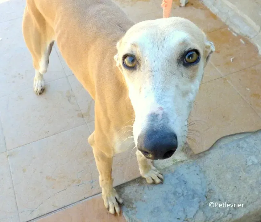 Mara adozione levrieri galgo 01