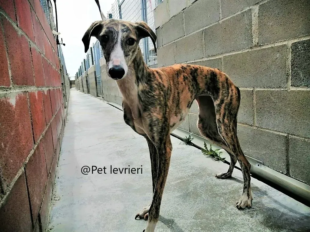 Maragarita Pet levrieri adozione galgo 01 2