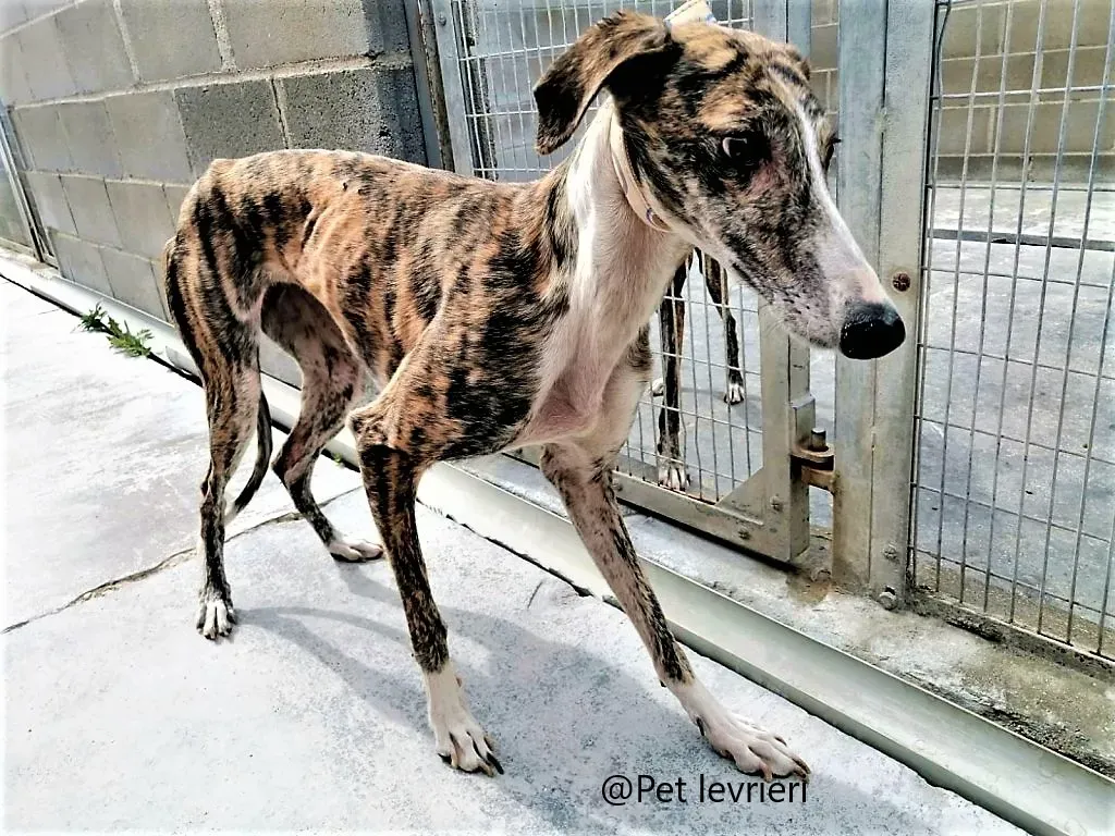 Maragarita Pet levrieri adozione galgo 02 1
