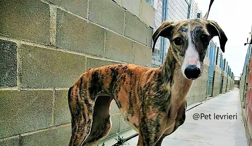 Maragarita Pet levrieri adozione galgo 03 1