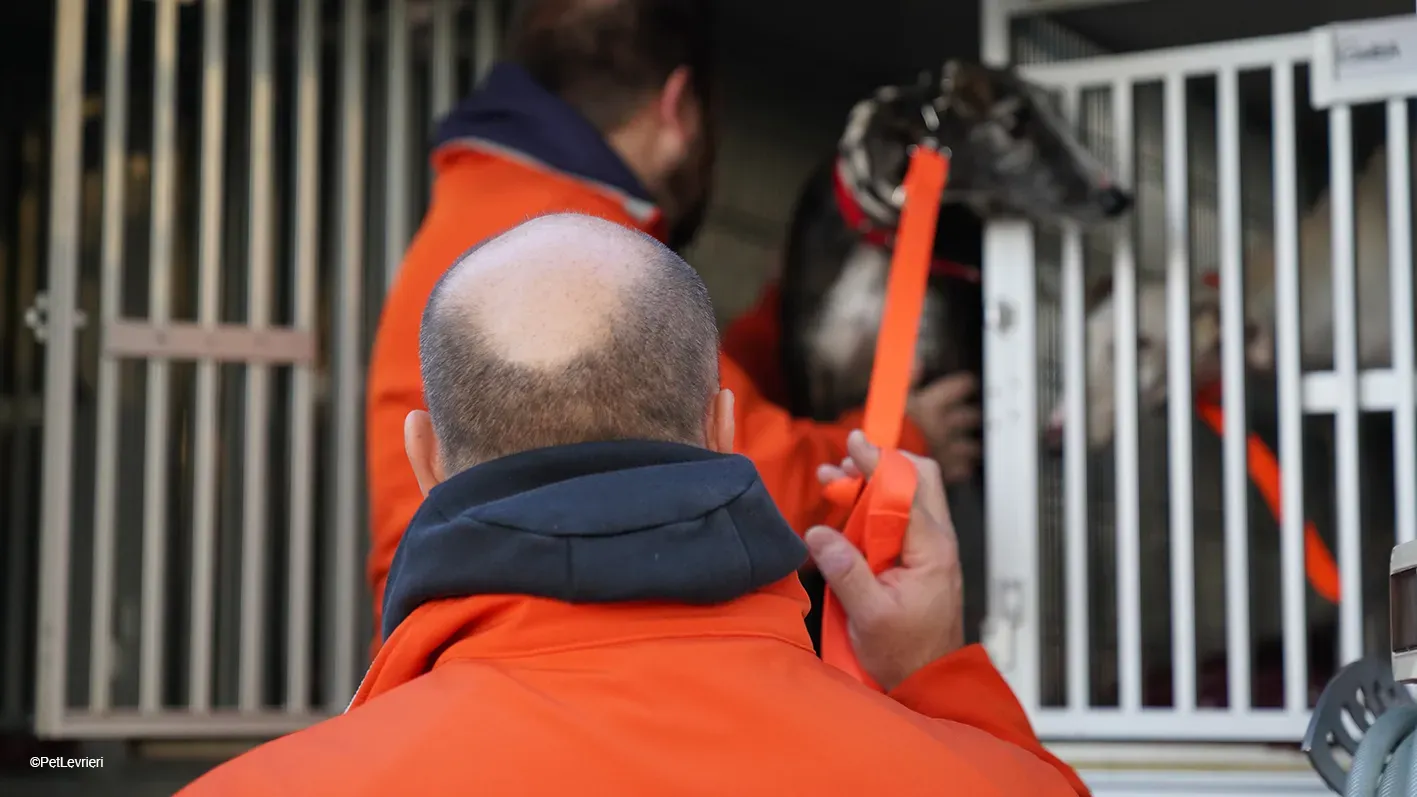 Marcela adozione levrieri galgo 01