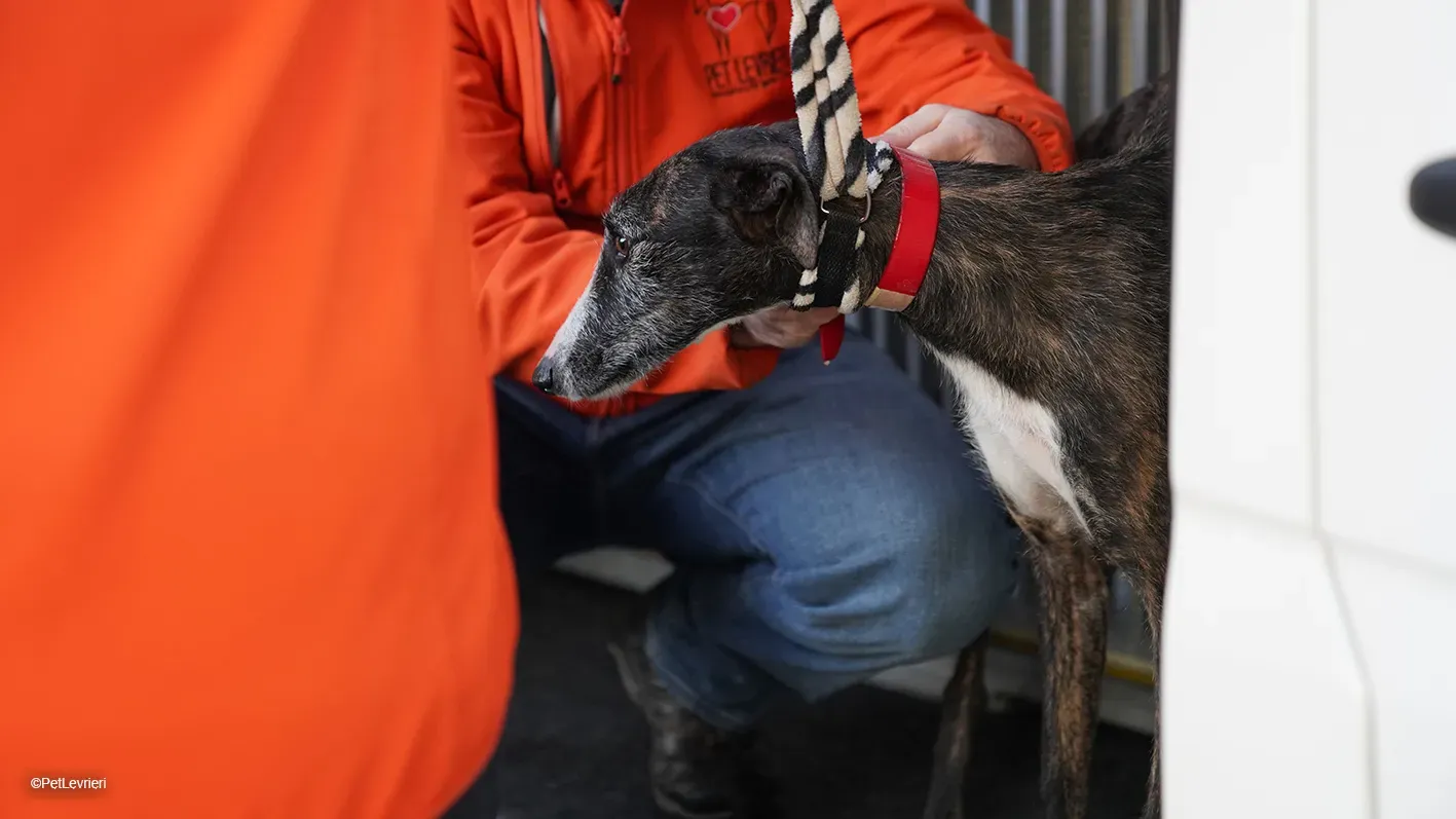 Marcela adozione levrieri galgo 02