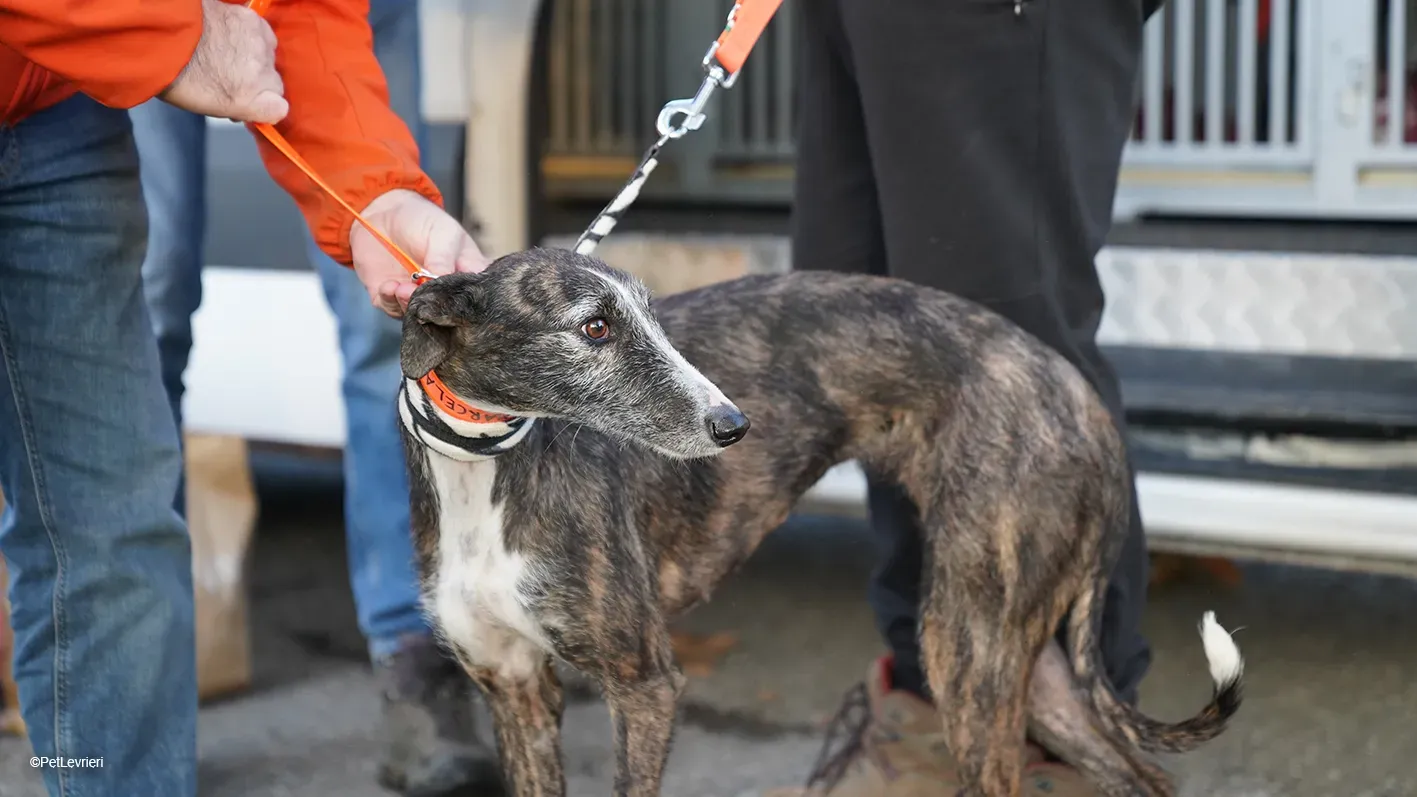 Marcela adozione levrieri galgo 03