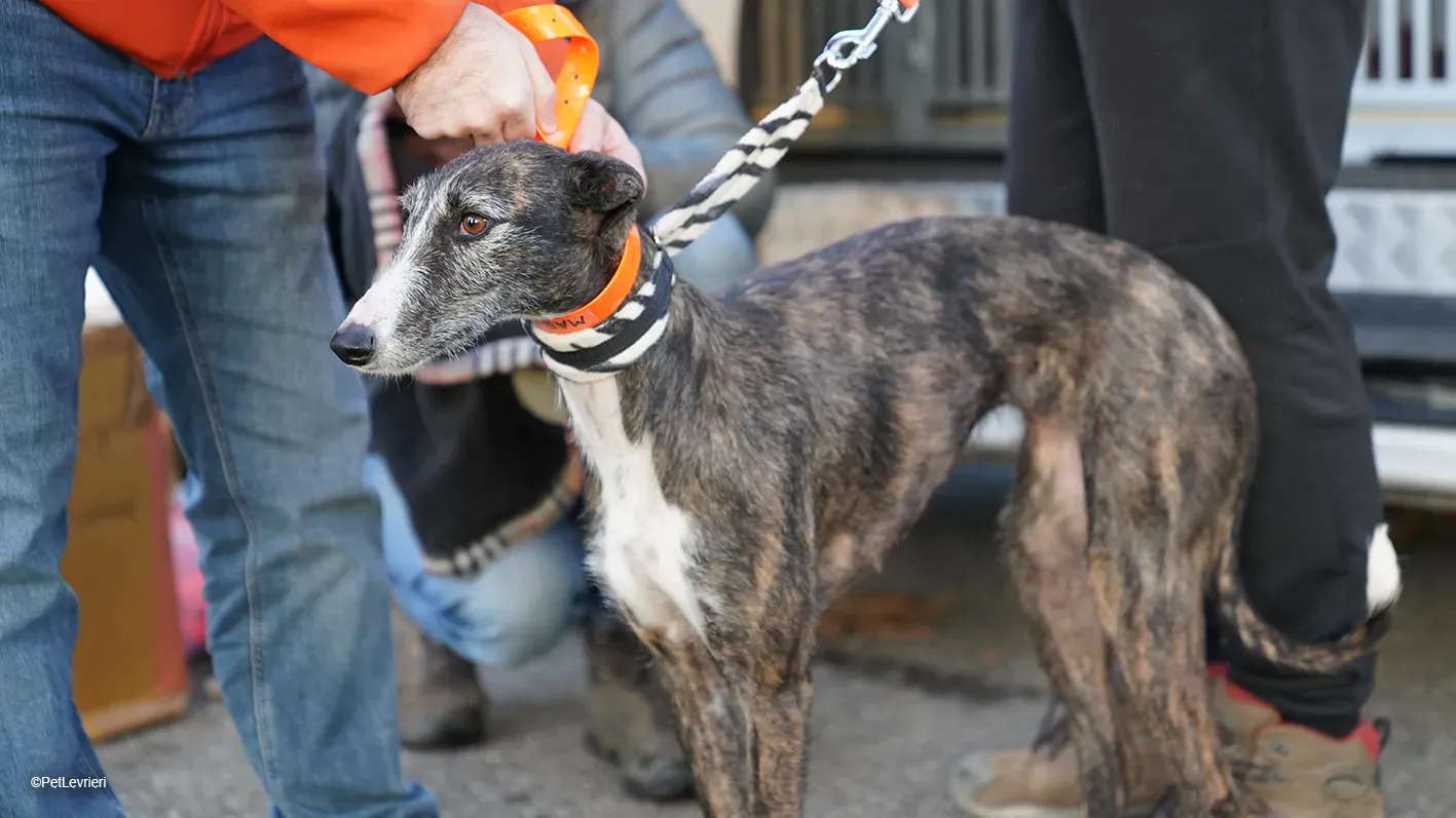 Marcela adozione levrieri galgo 04