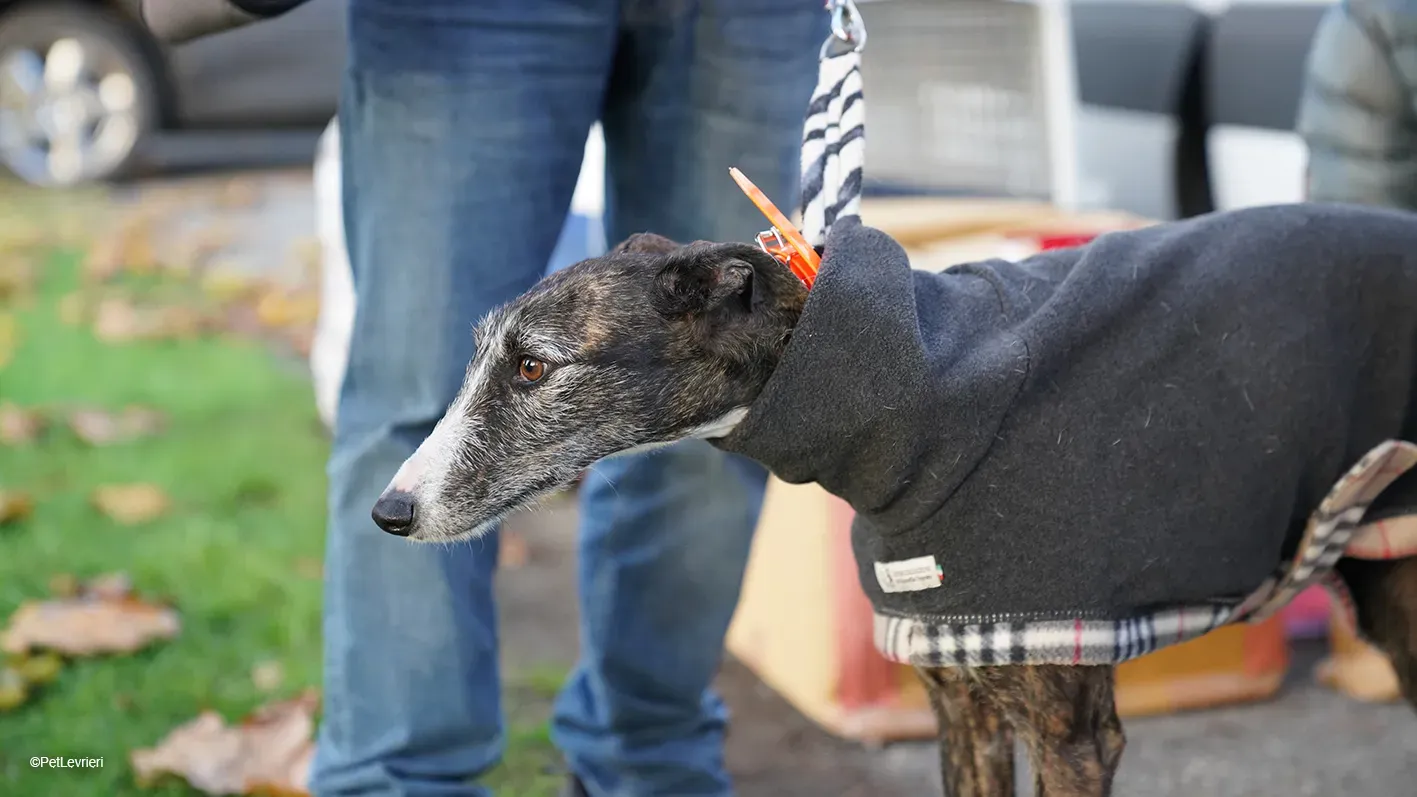 Marcela adozione levrieri galgo 05