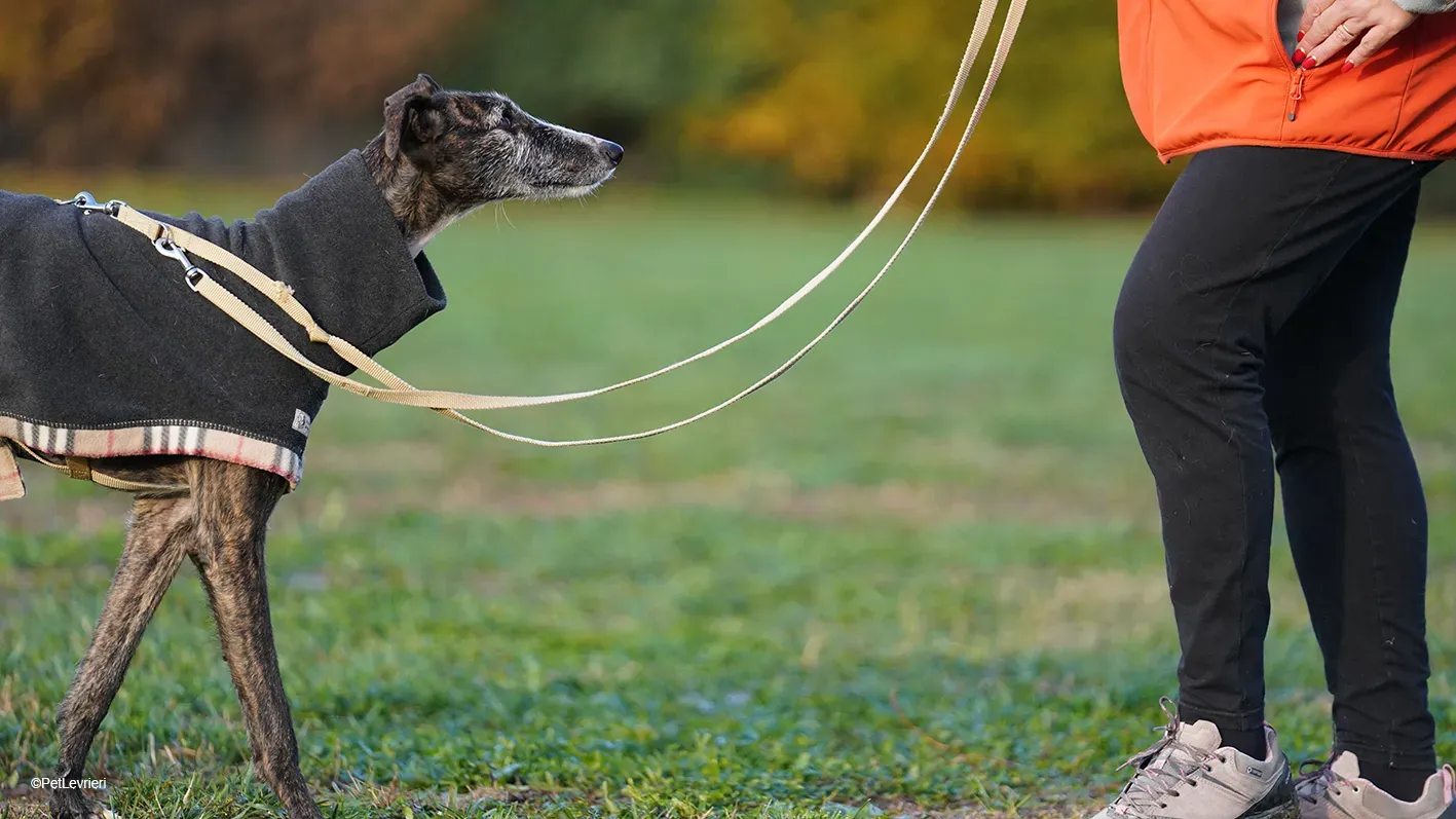 Marcela adozione levrieri galgo 06