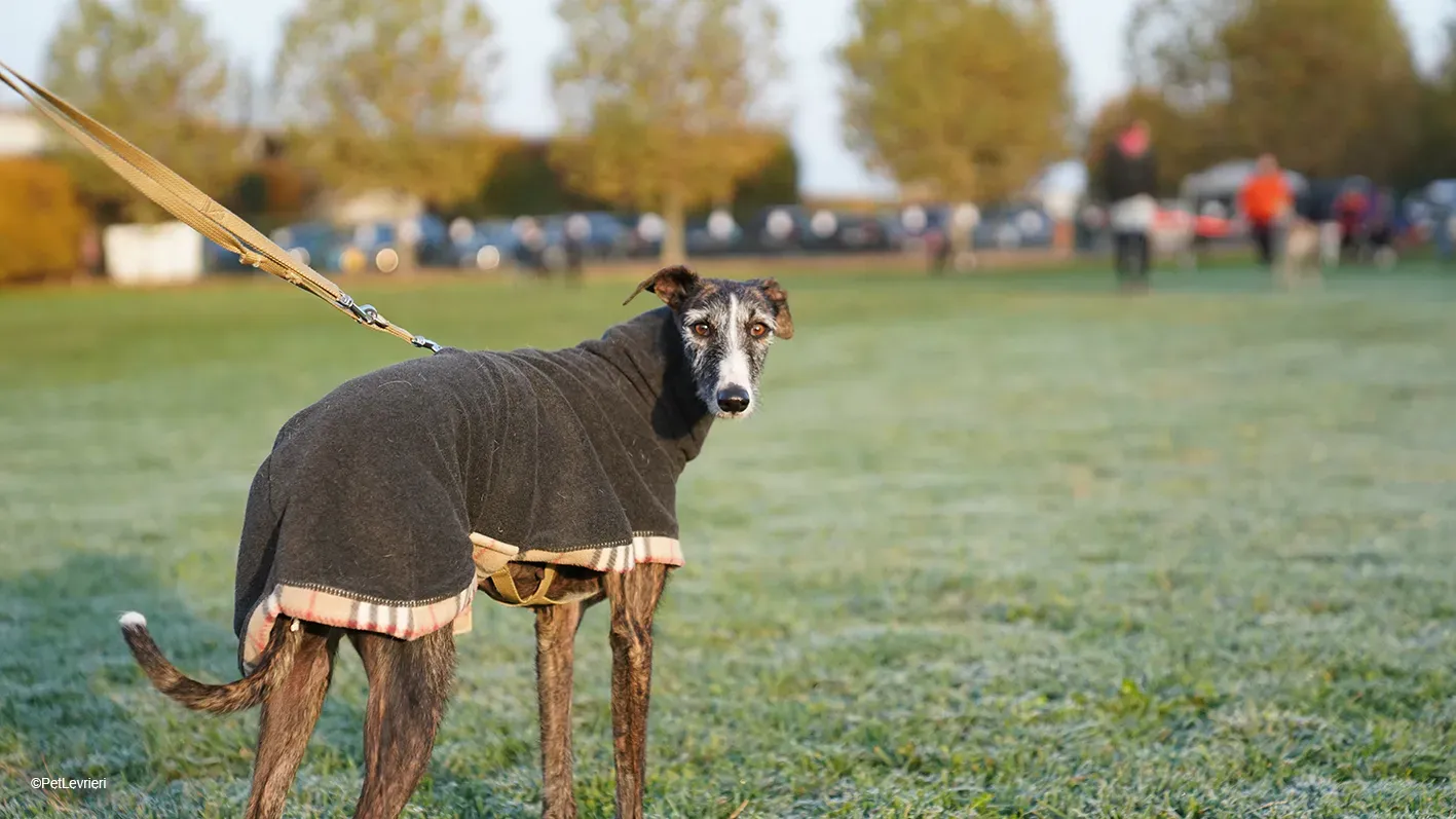 Marcela adozione levrieri galgo 07