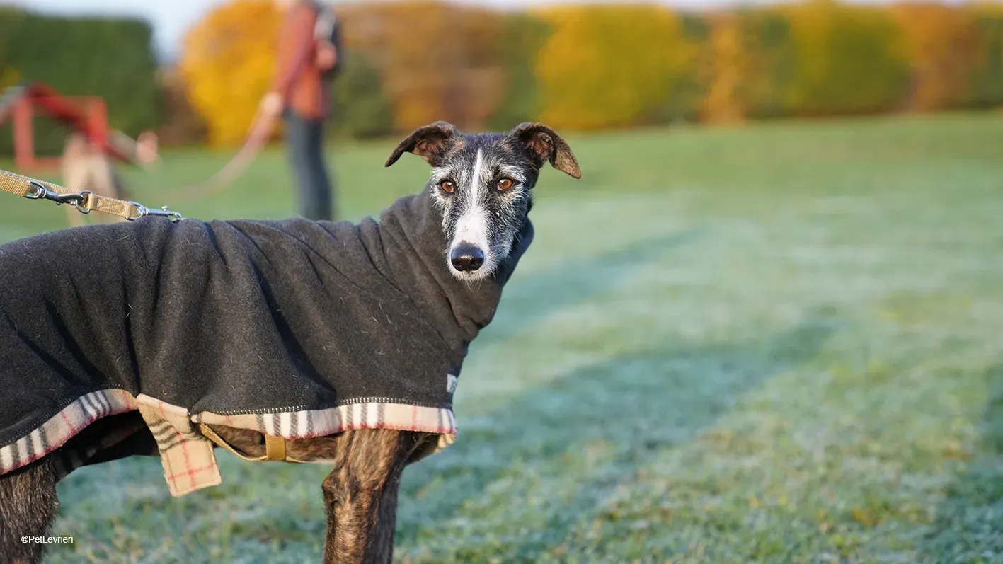 Marcela adozione levrieri galgo 08