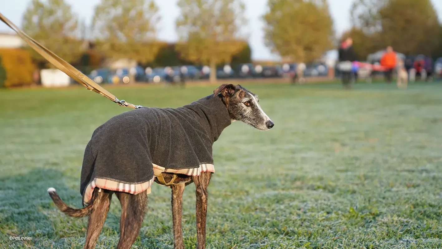 Marcela adozione levrieri galgo 09