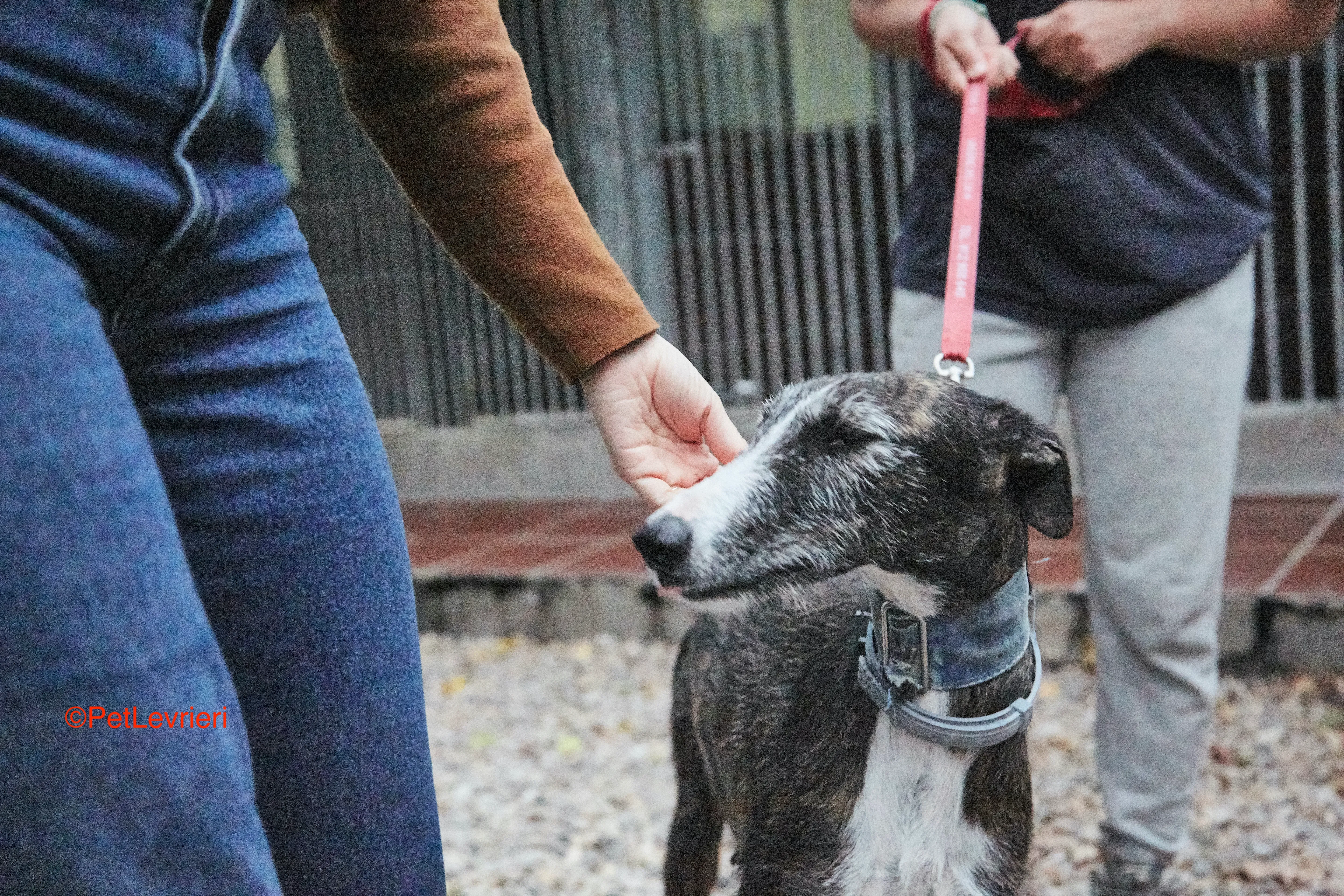 Marcela adozione levrieri galgo 1