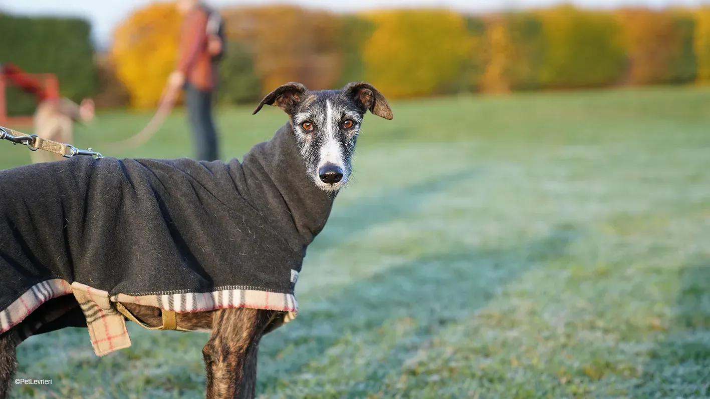 Marcela adozione levrieri galgo 10