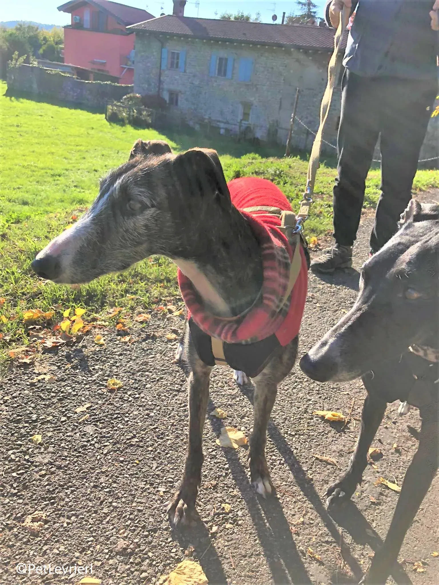 Marcela adozione levrieri galgo 12 2