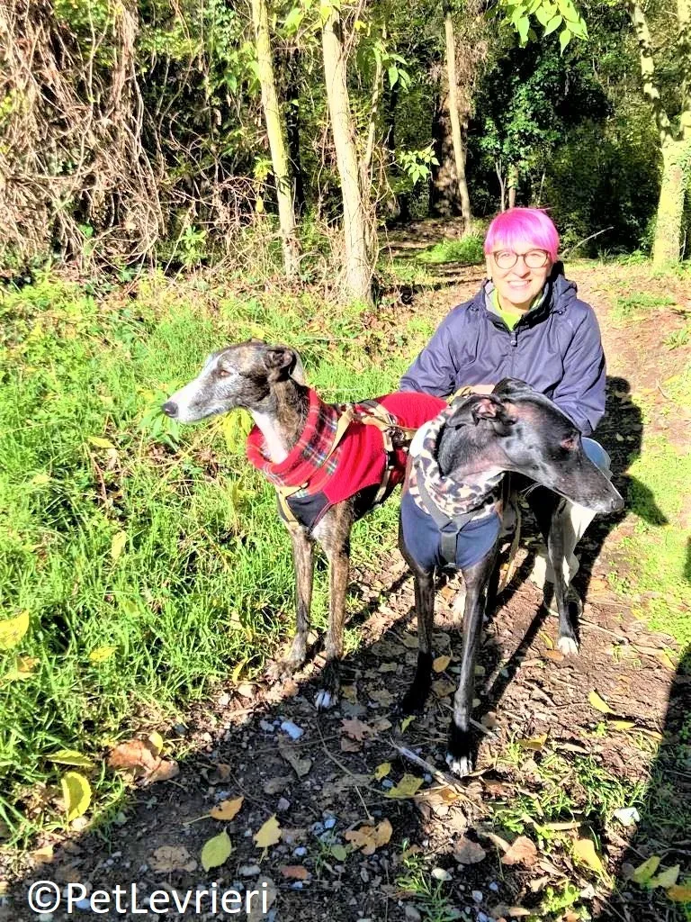 Marcela adozione levrieri galgo 13 2