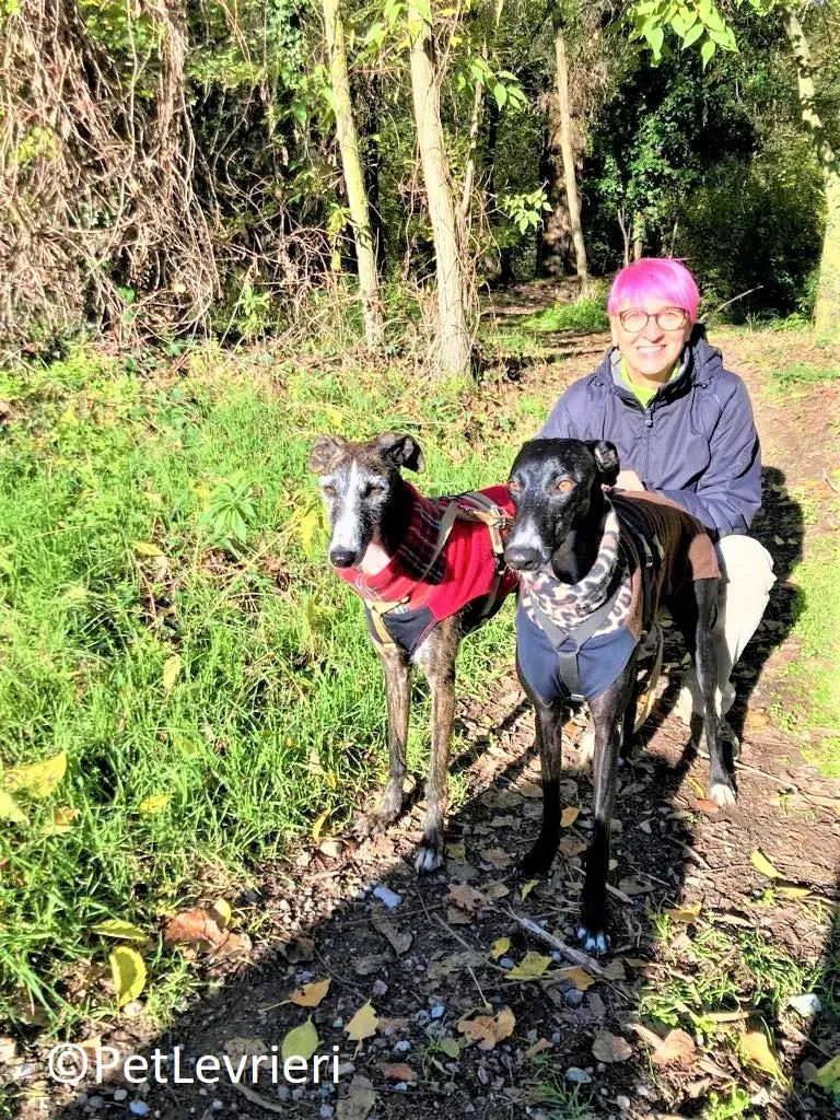 Marcela adozione levrieri galgo 14 2