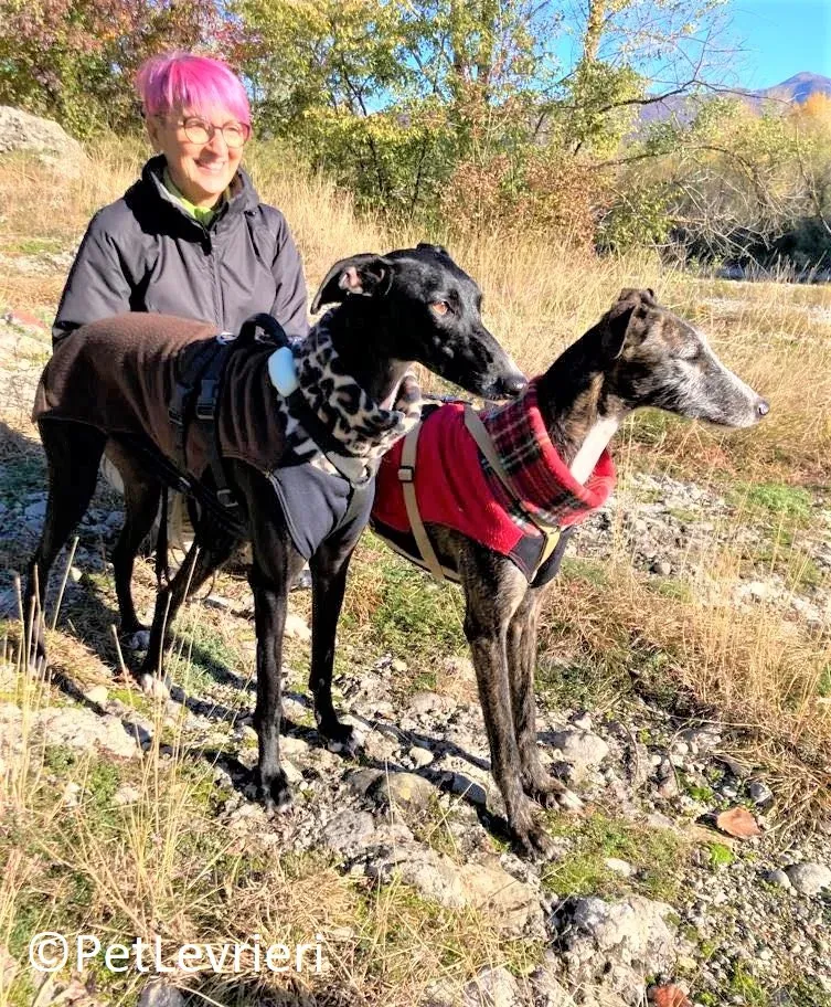 Marcela adozione levrieri galgo 15 2