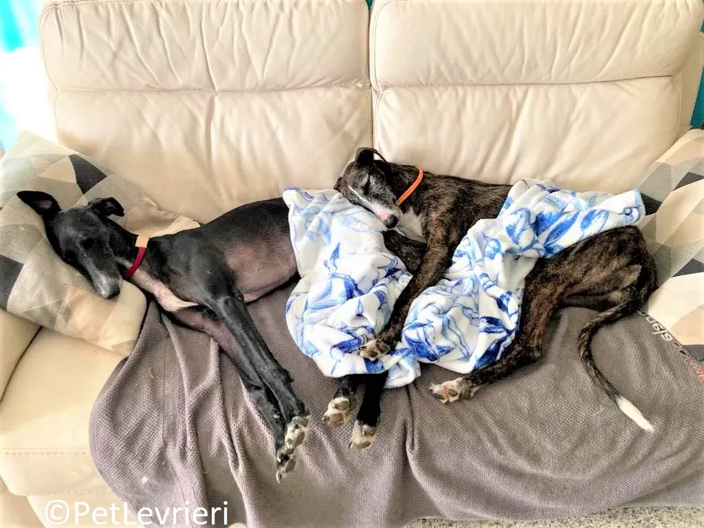 Marcela adozione levrieri galgo 16 2