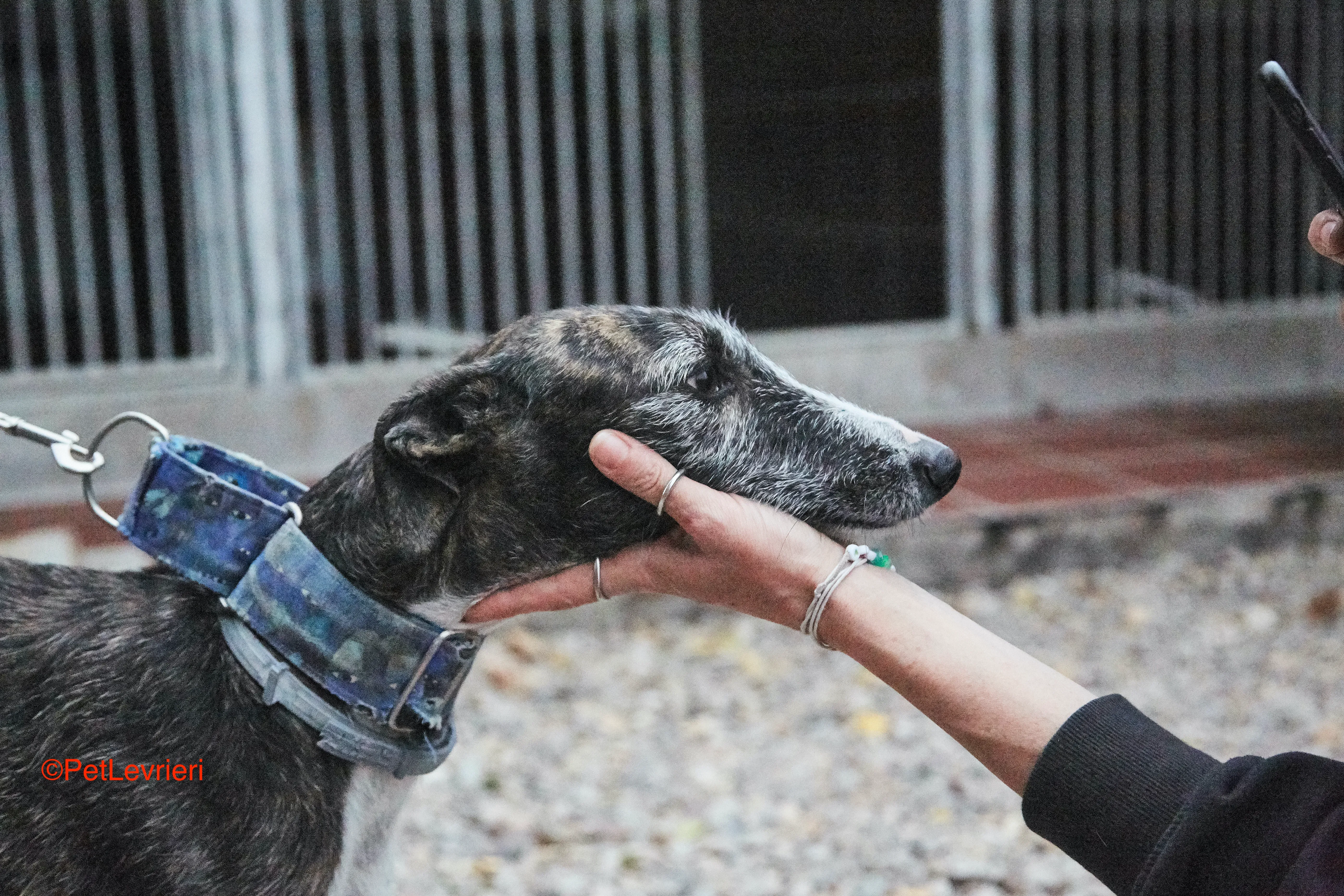 Marcela adozione levrieri galgo 2