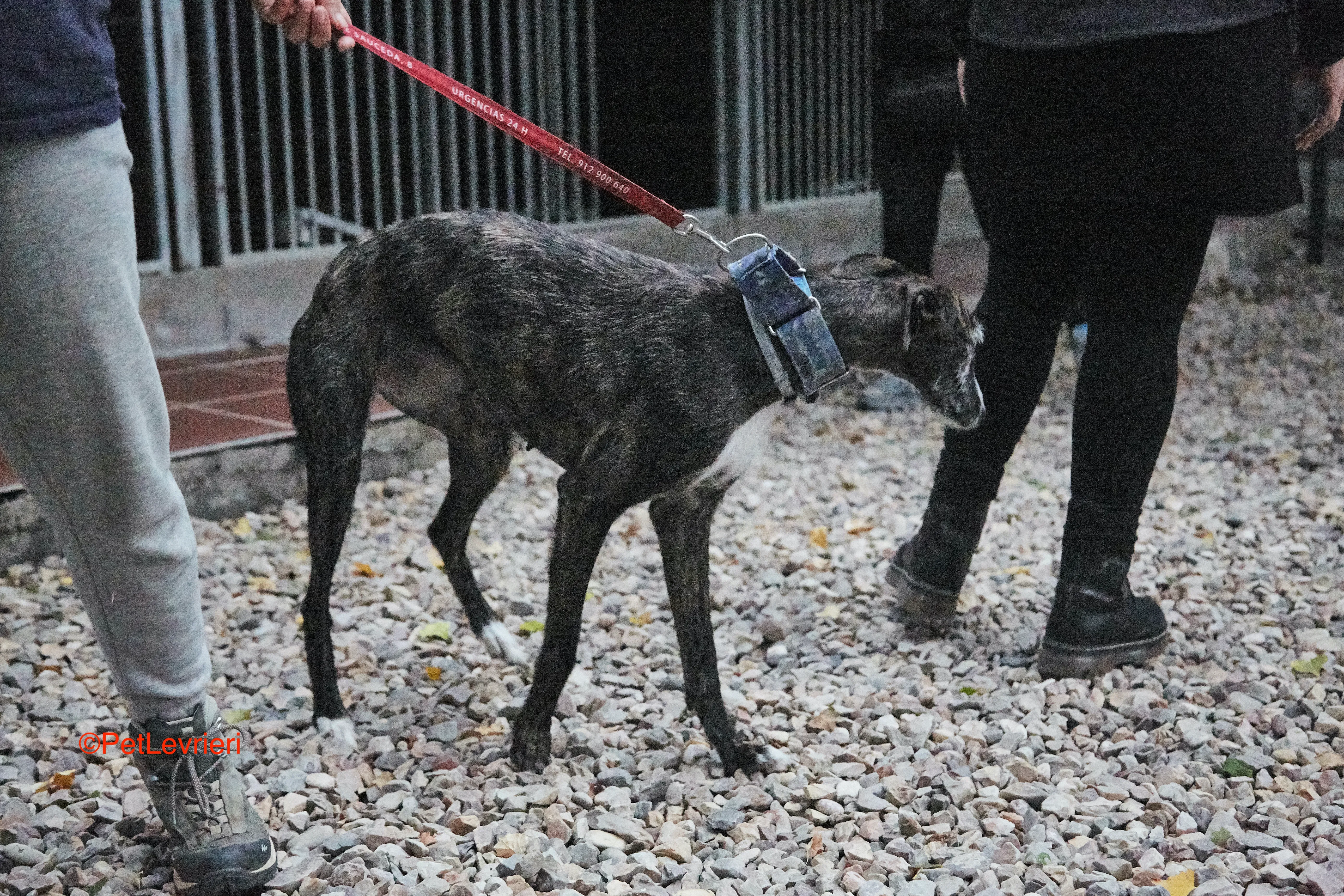 Marcela adozione levrieri galgo 3