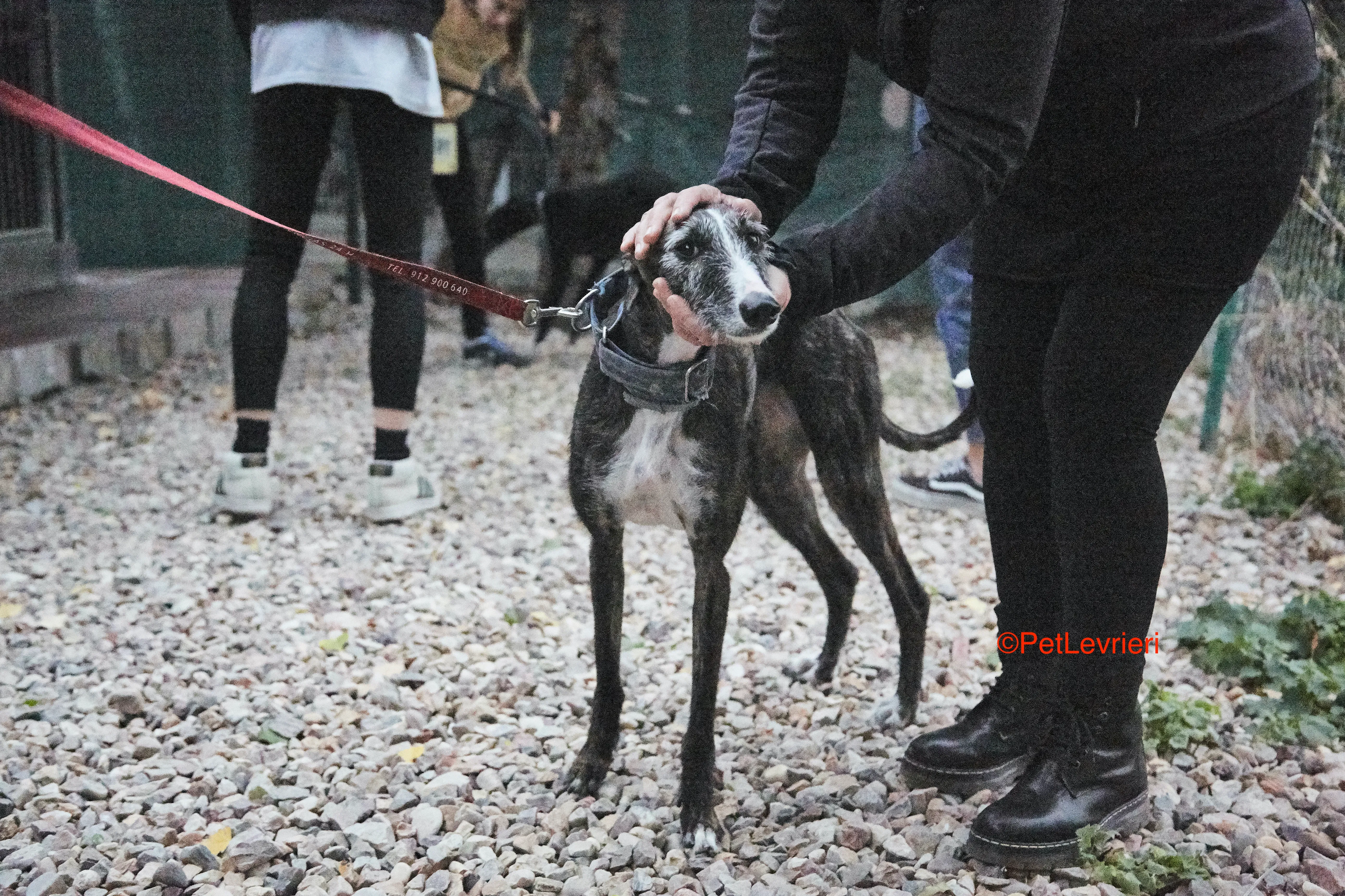 Marcela adozione levrieri galgo 4