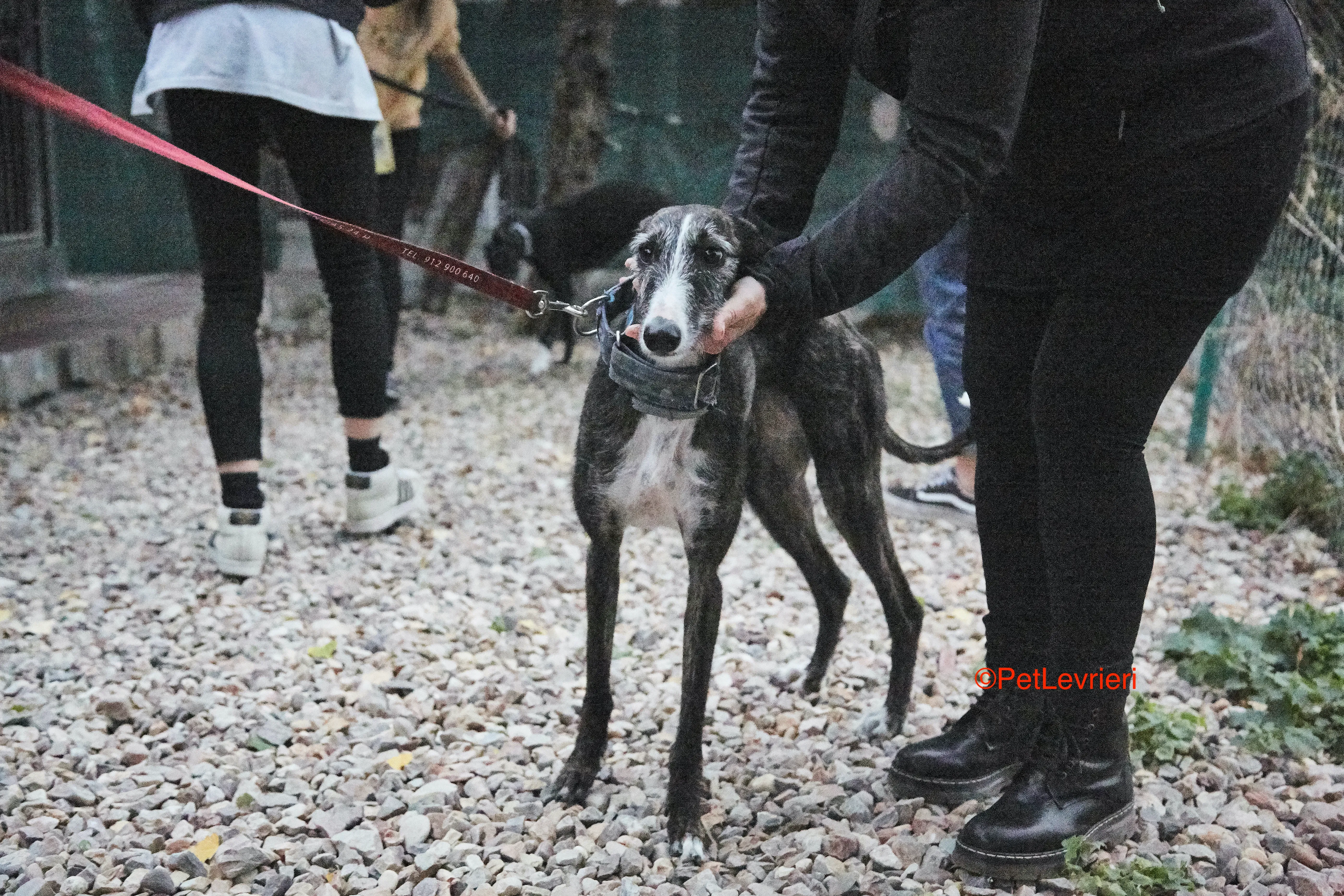 Marcela adozione levrieri galgo 5