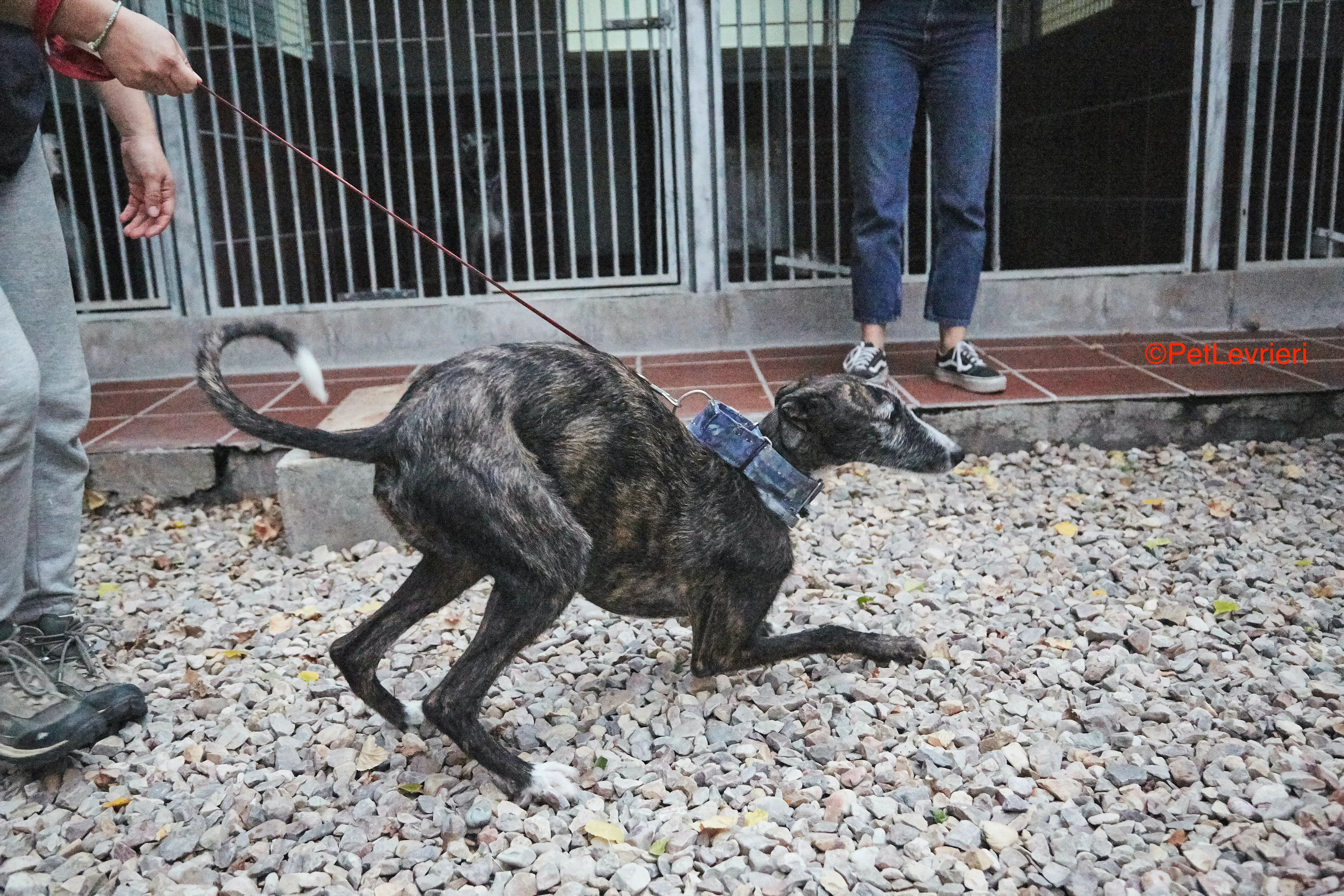 Marcela adozione levrieri galgo 6