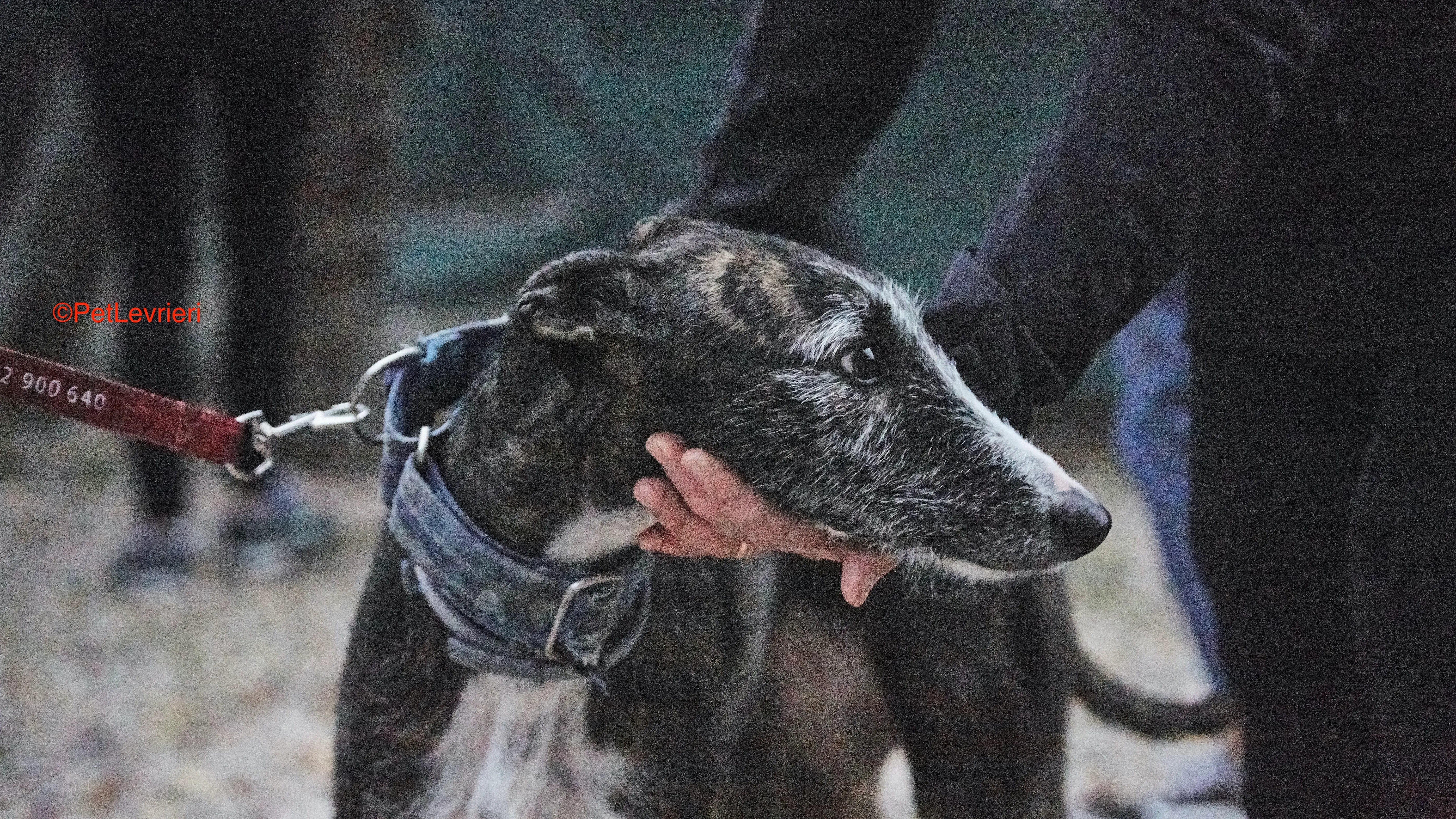 Marcela adozione levrieri galgo 7