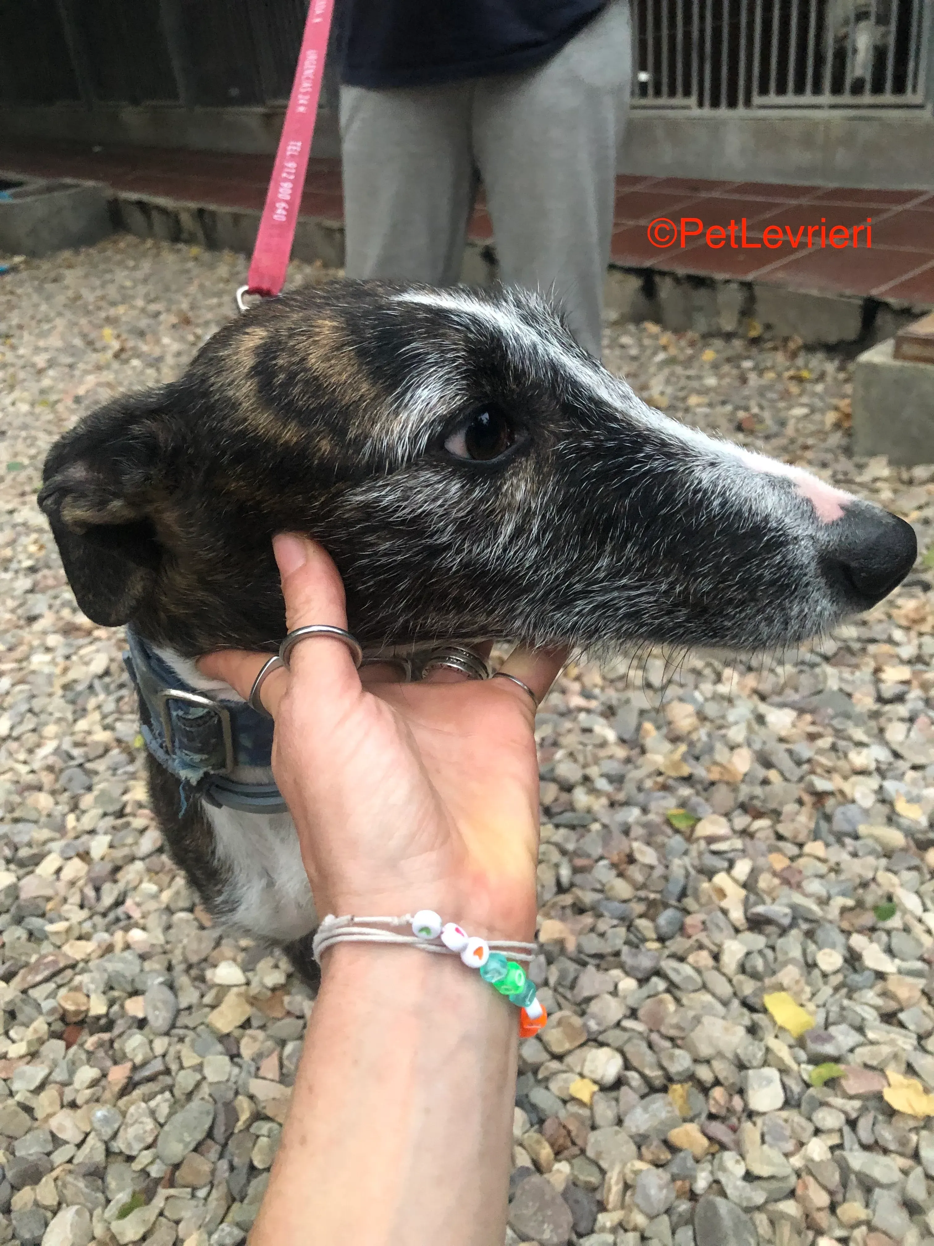 Marcela adozione levrieri galgo 8