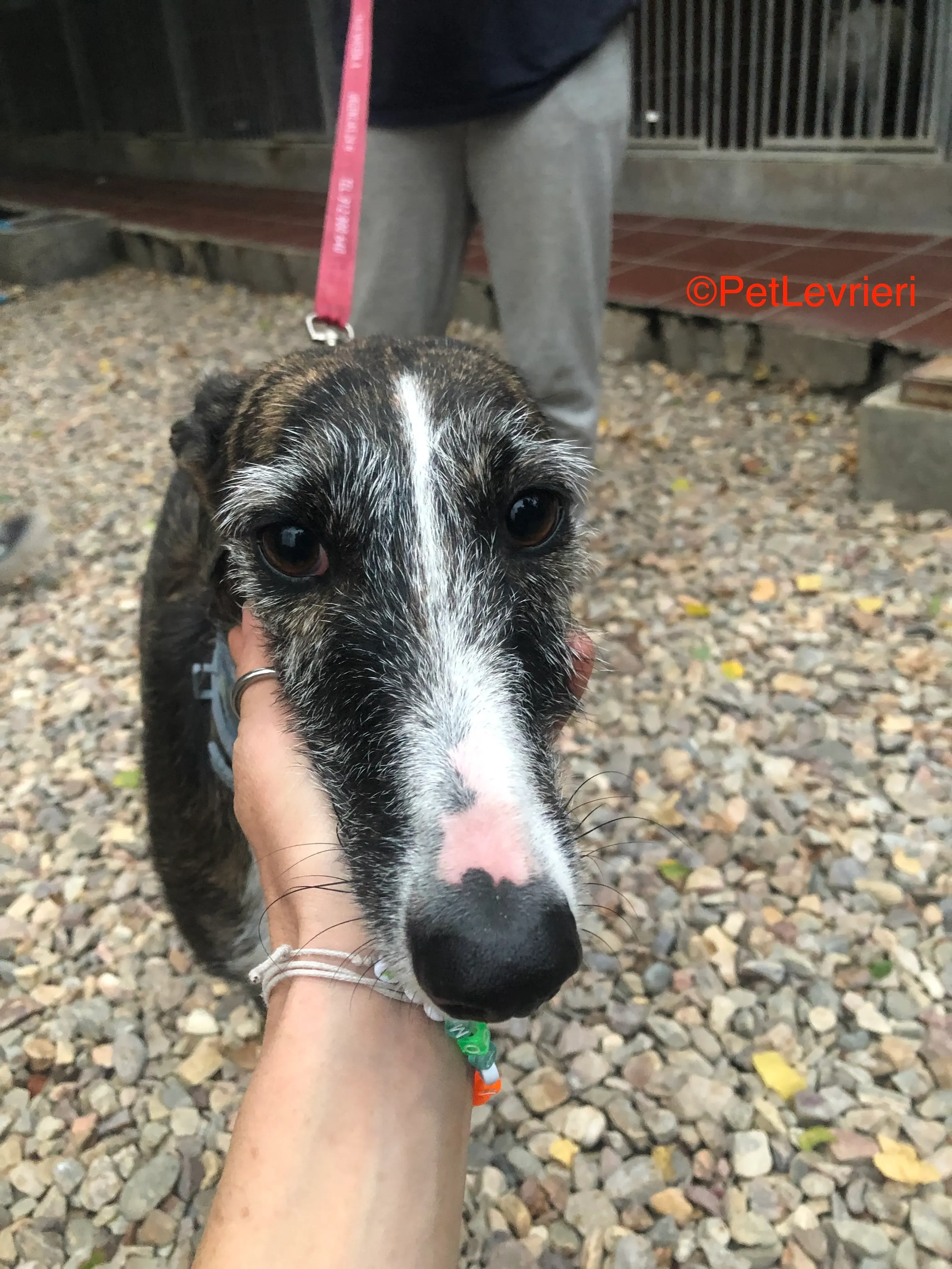 Marcela adozione levrieri galgo 9