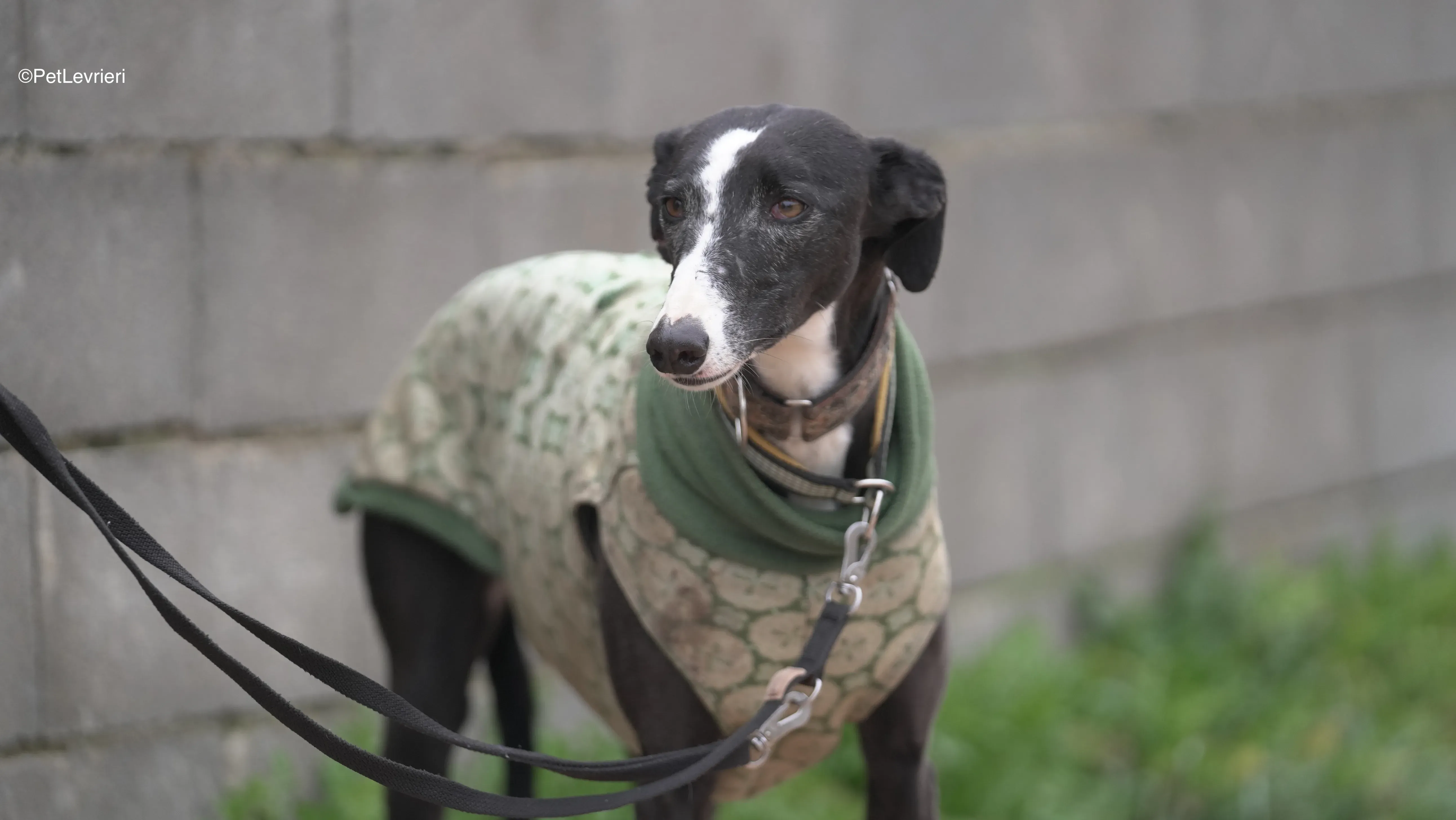 Marea adozione galgo pet levrieri 1