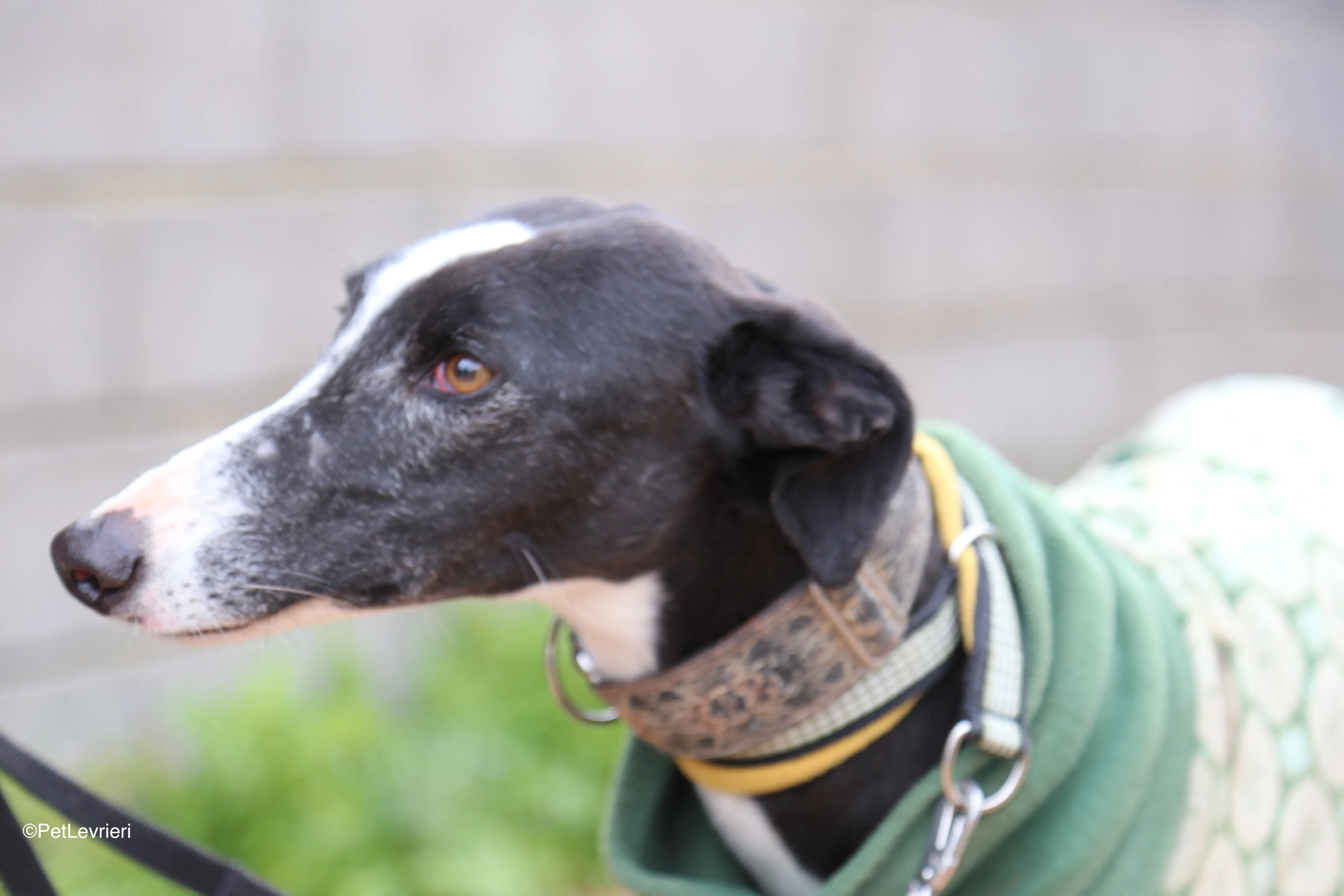 Marea adozione galgo pet levrieri 10