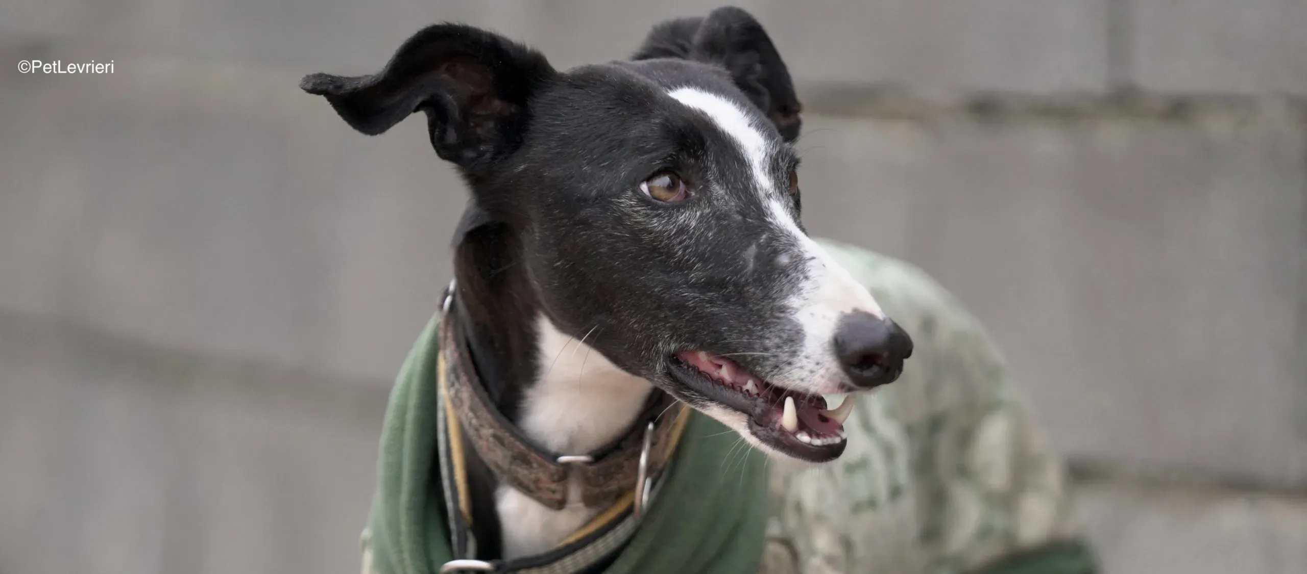 Marea adozione galgo pet levrieri 11 scaled e1706381565145