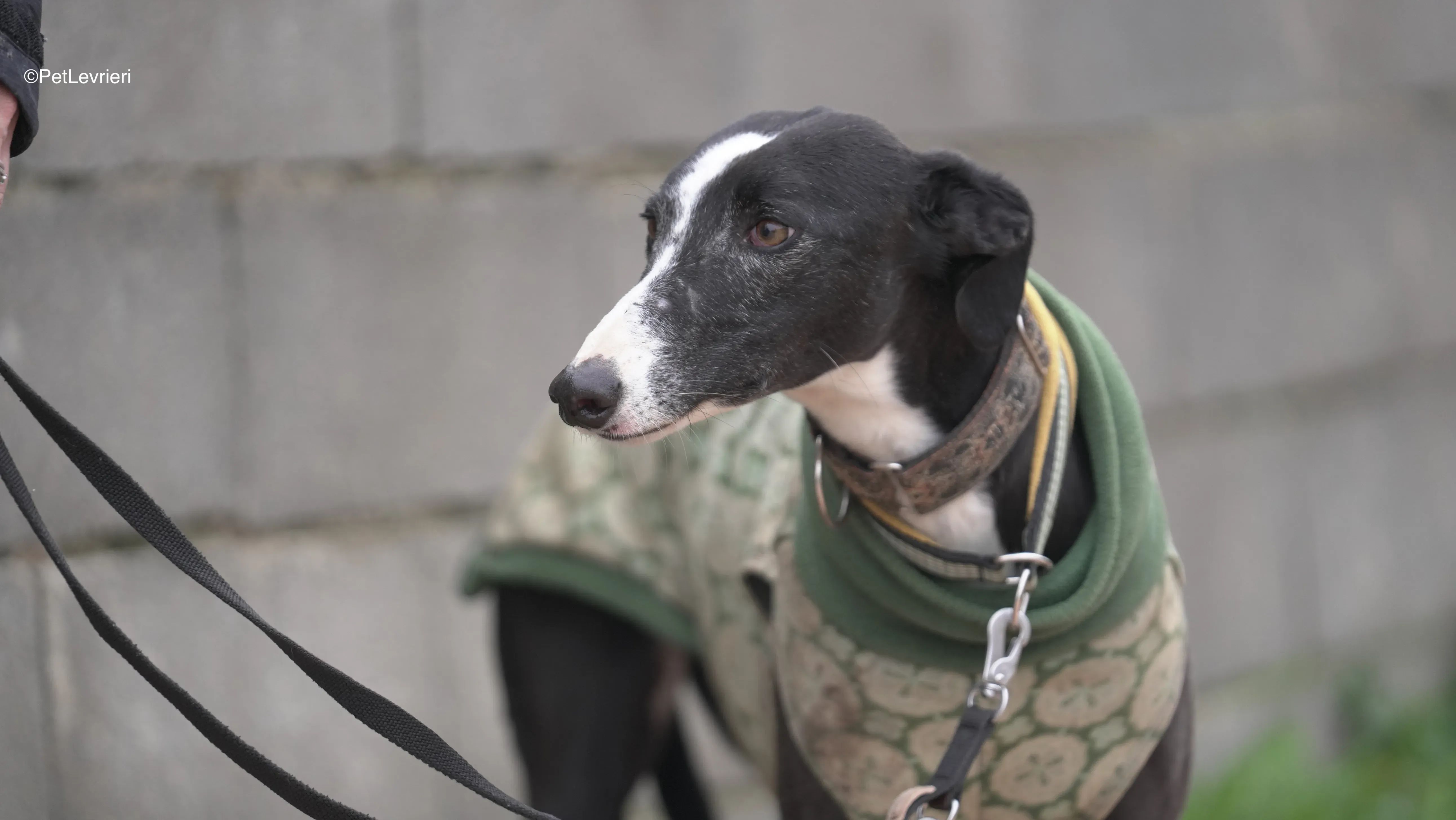 Marea adozione galgo pet levrieri 2