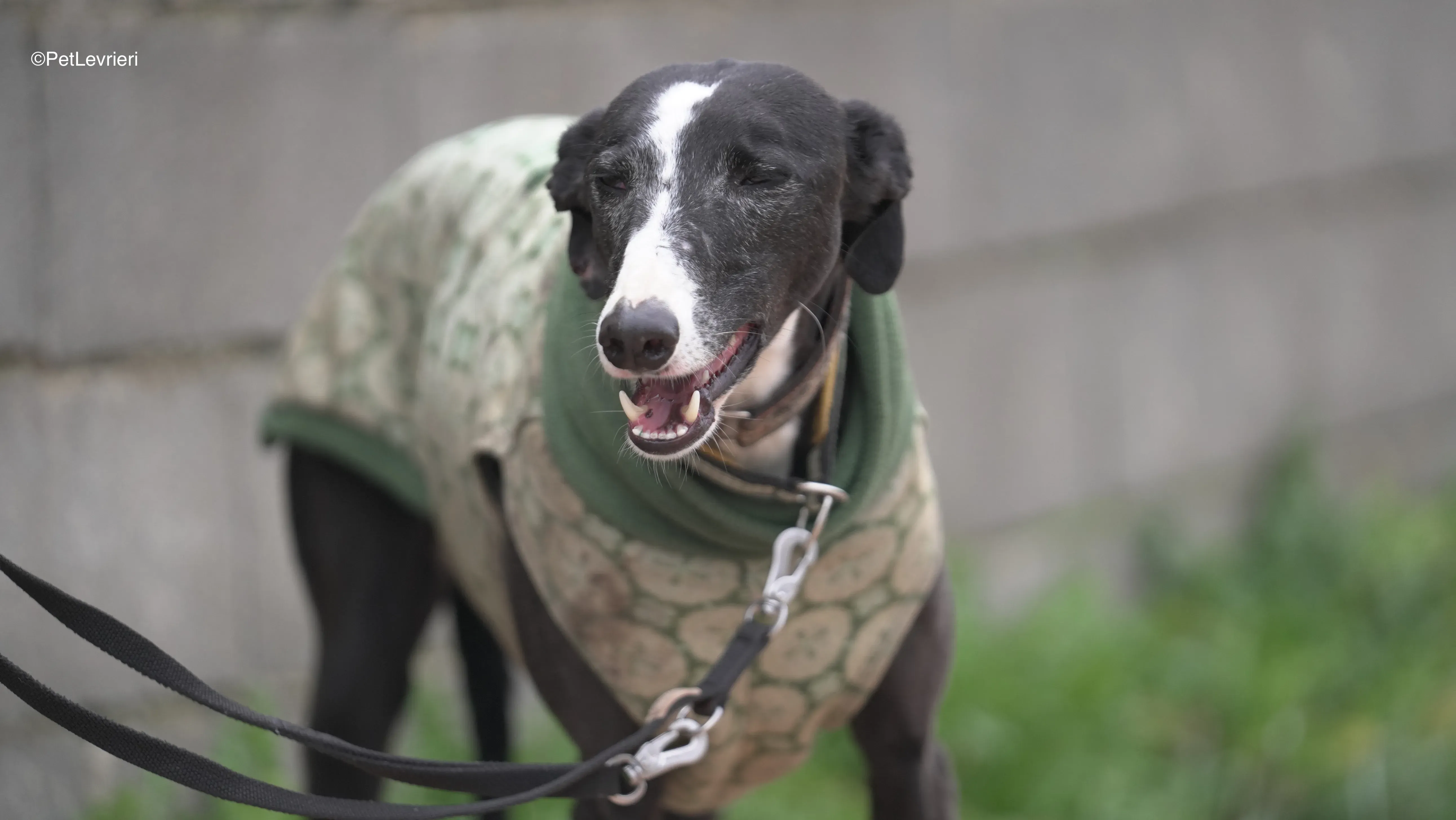 Marea adozione galgo pet levrieri 3