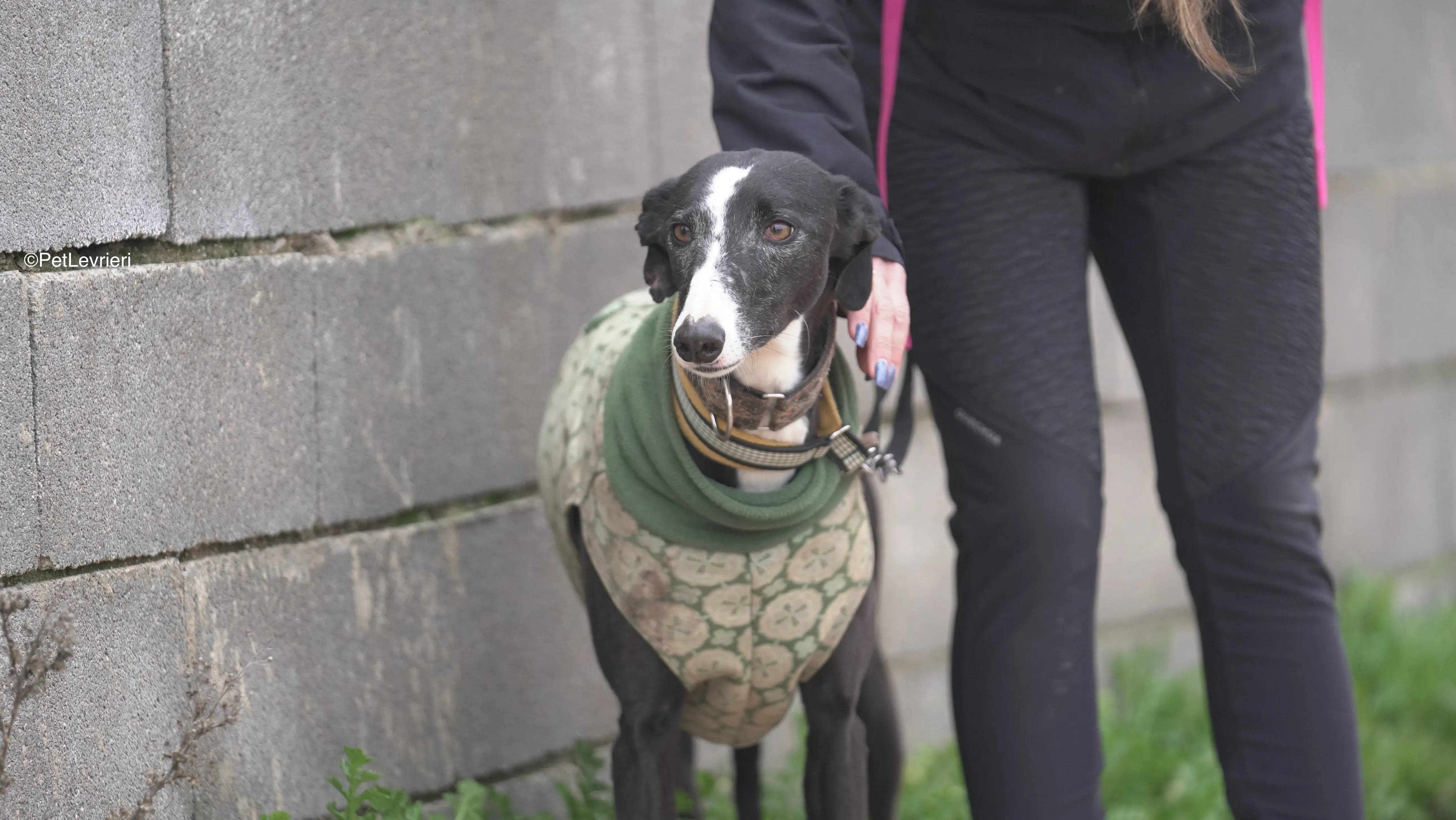Marea adozione galgo pet levrieri 4