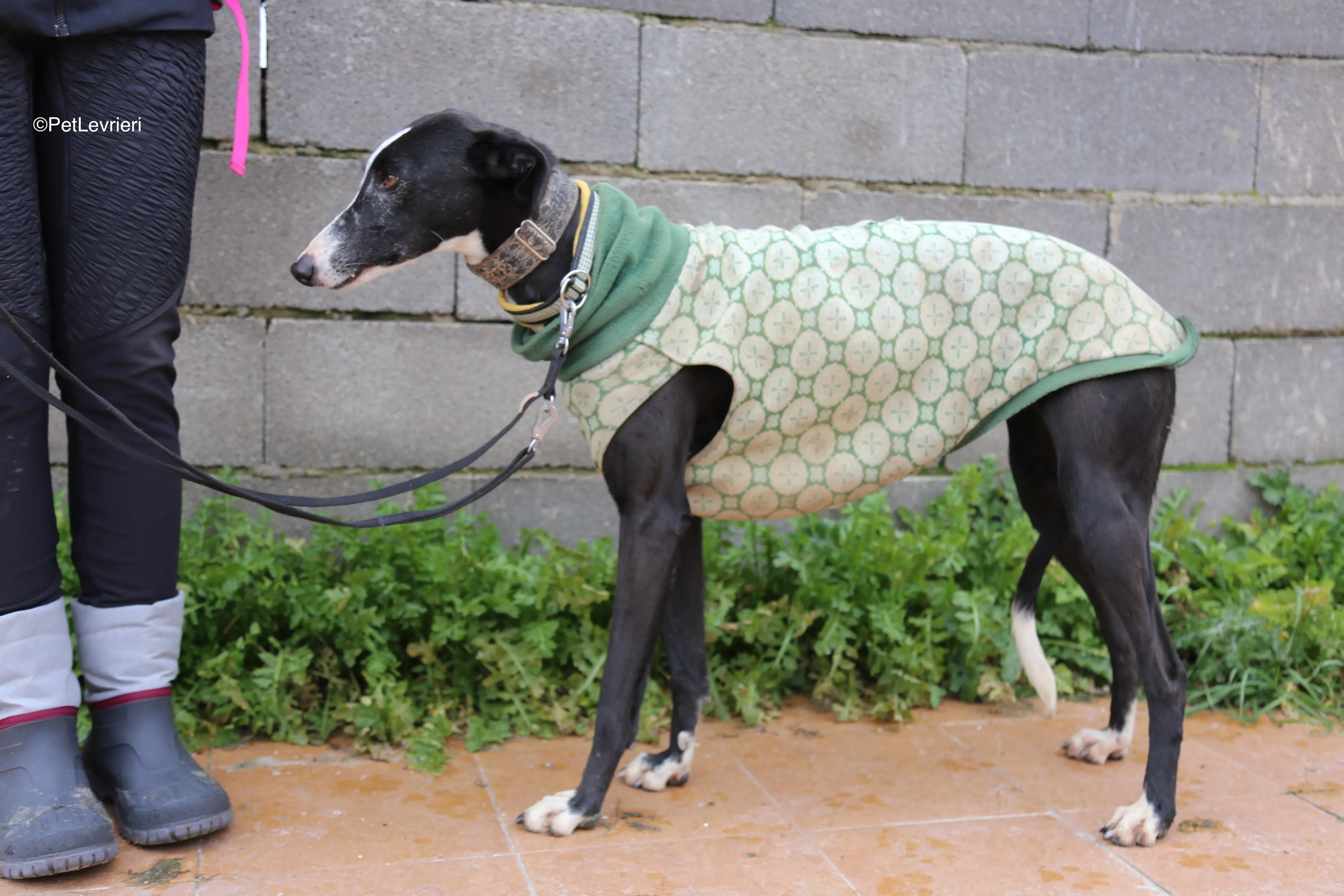 Marea adozione galgo pet levrieri 5