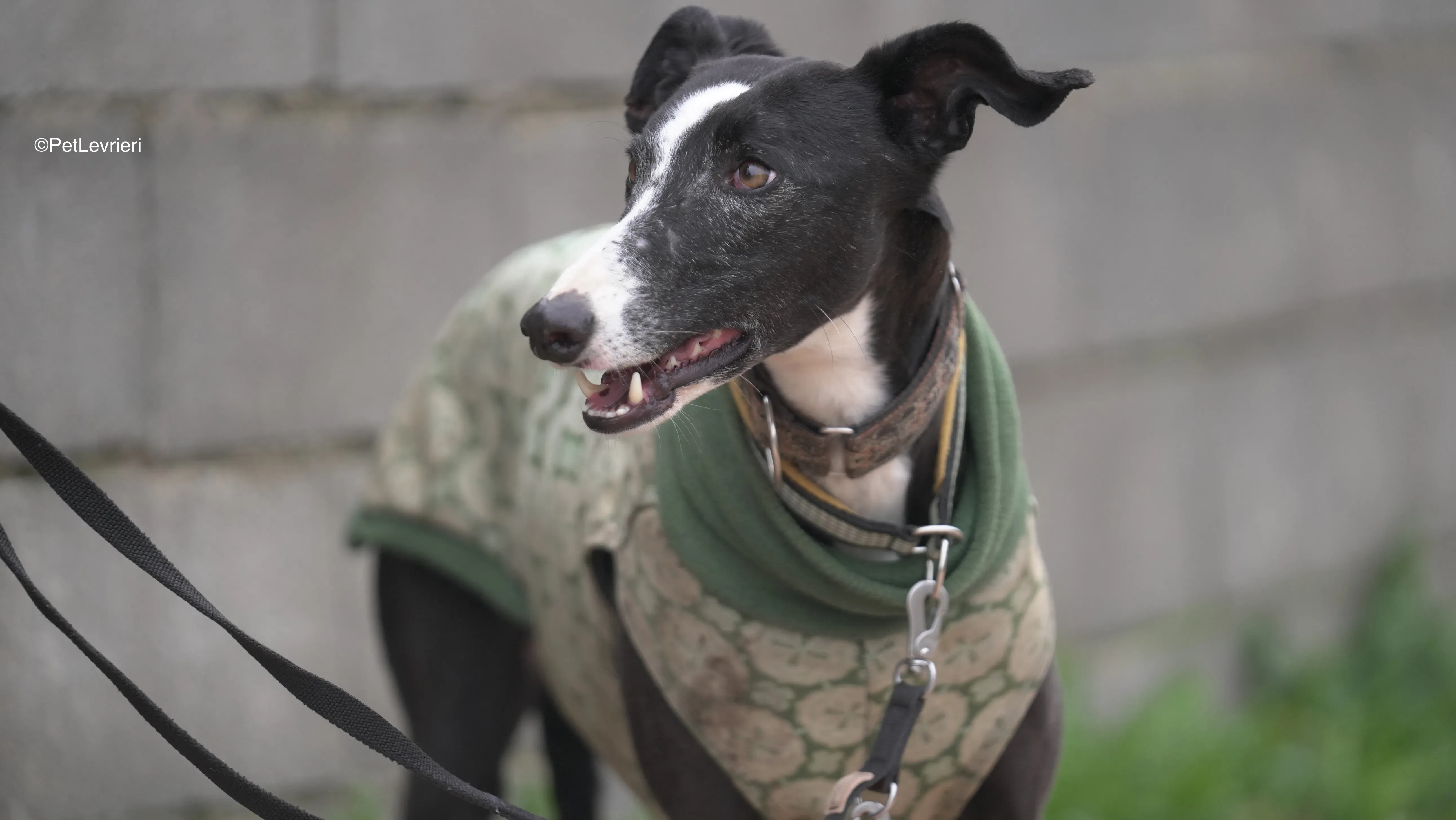 Marea adozione galgo pet levrieri 6