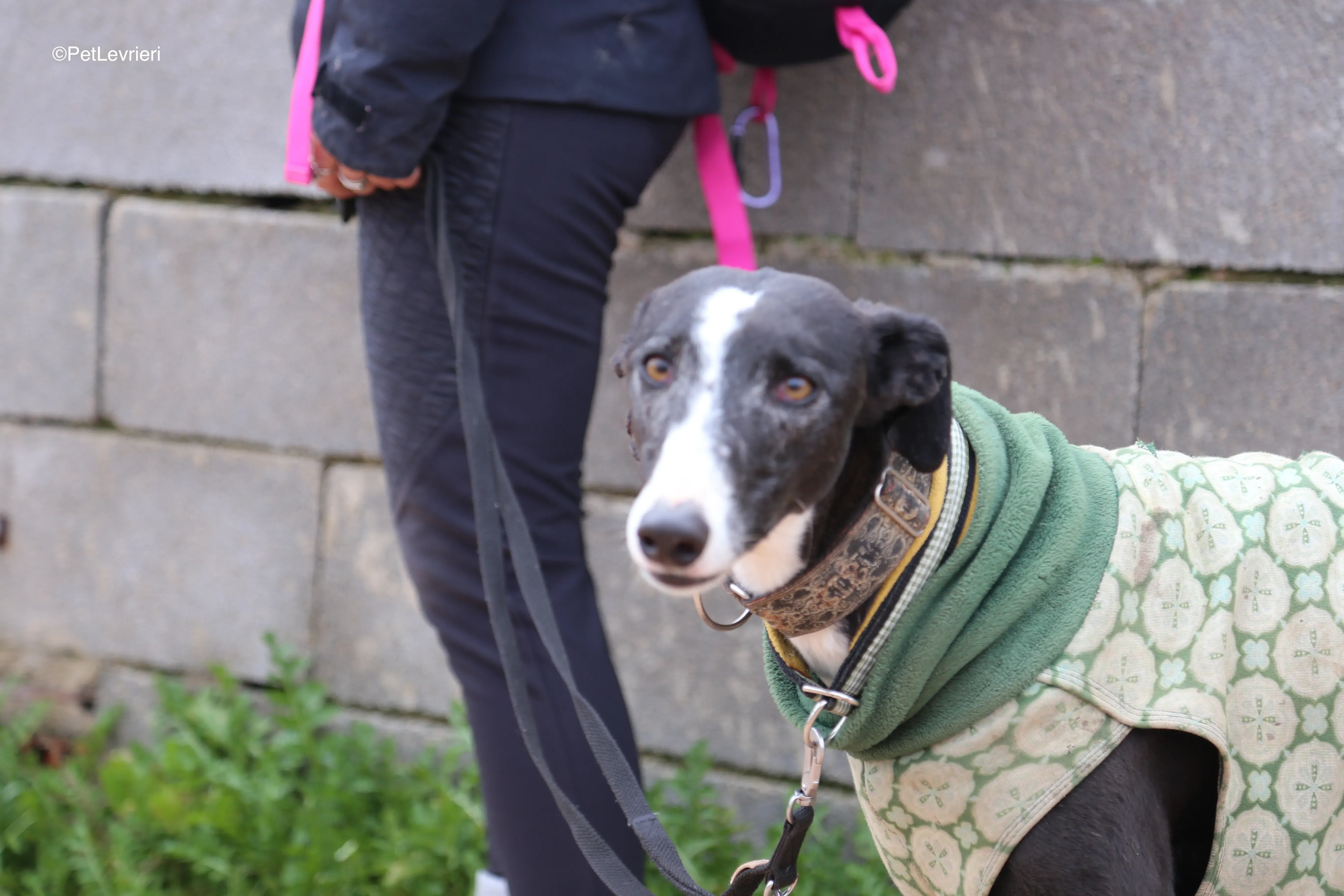 Marea adozione galgo pet levrieri 8