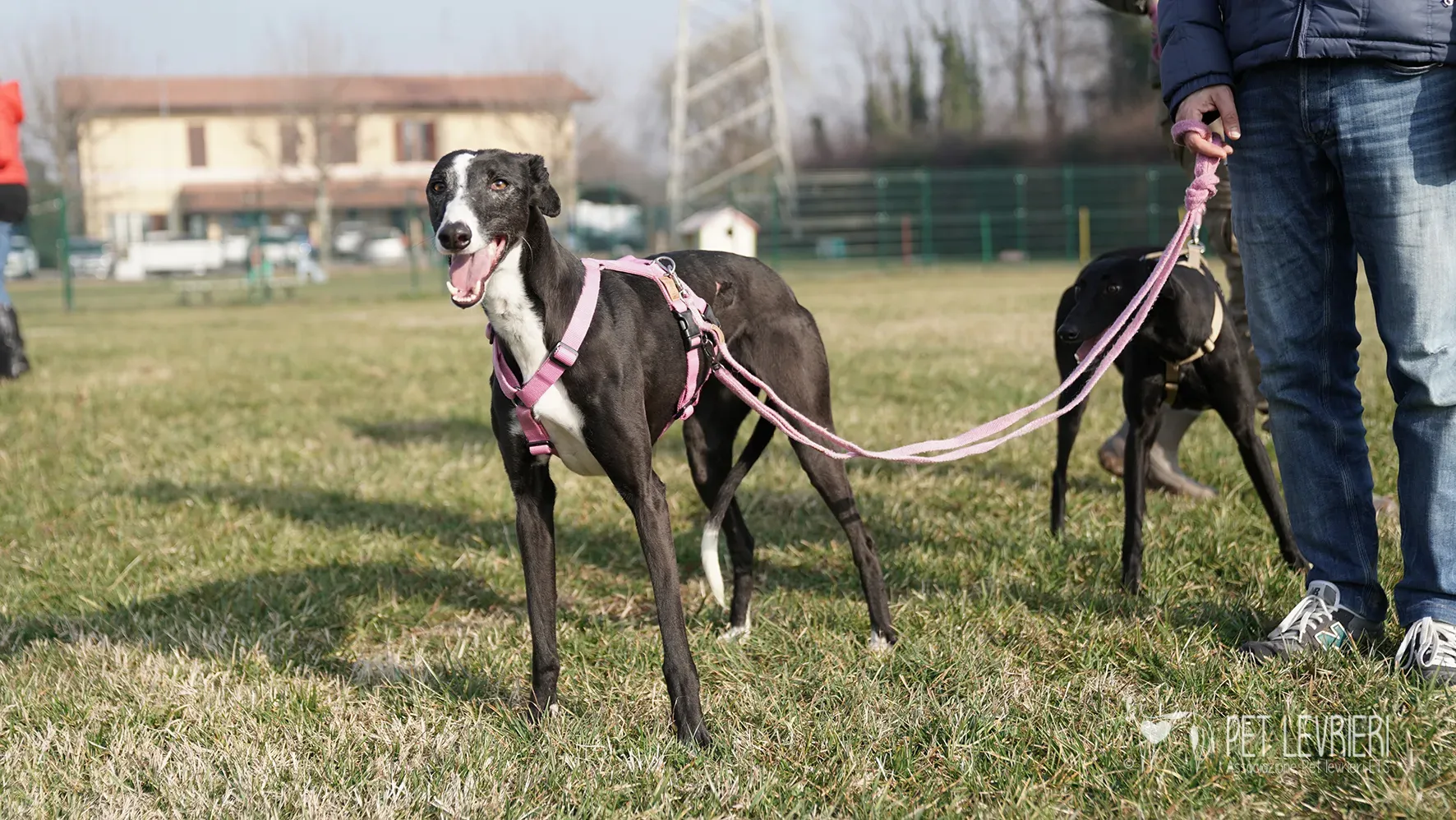 Marea galgo femmina adozione arrivo 17febbraio 24 141