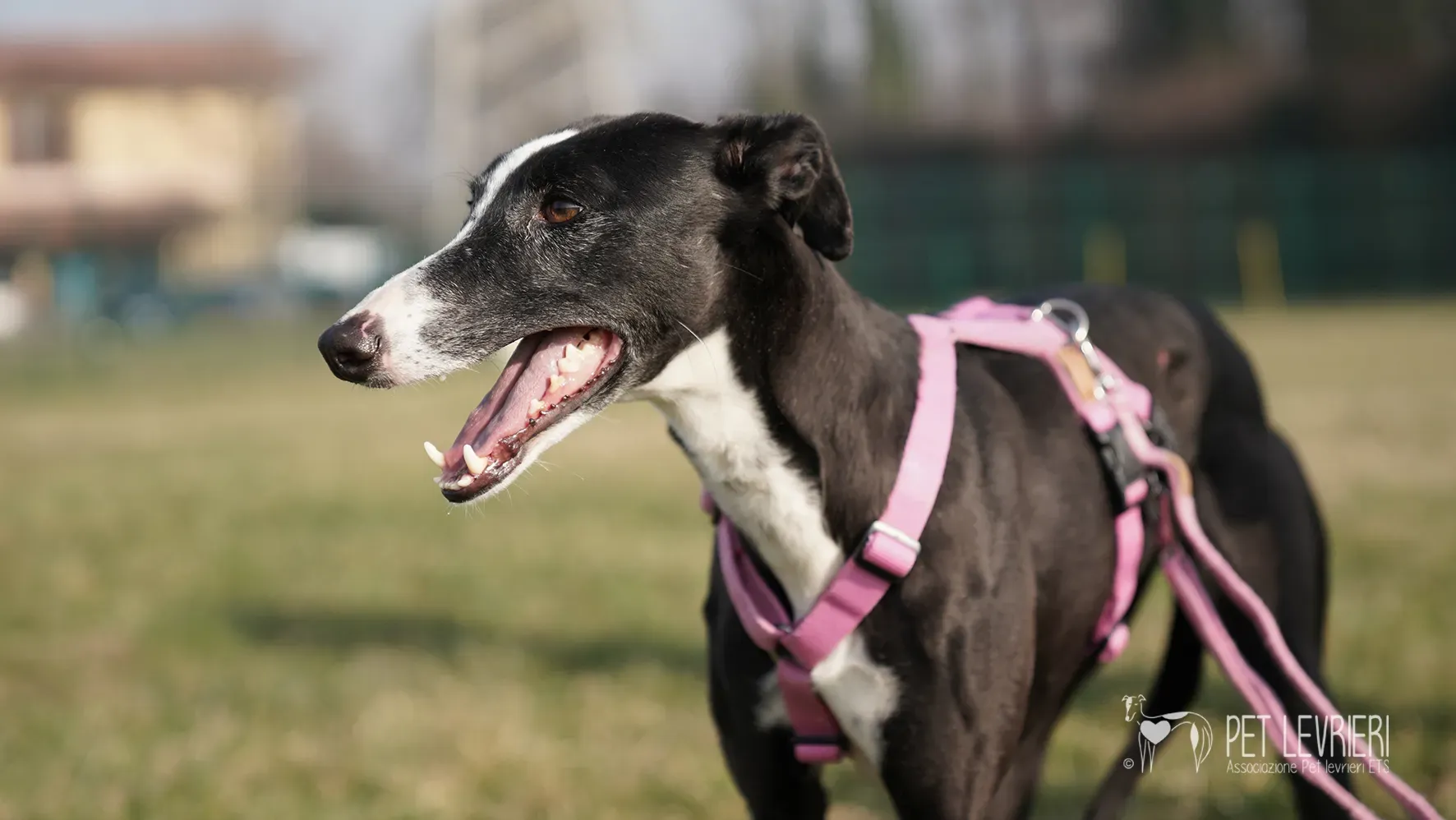 Marea galgo femmina adozione galgo arrivo 17febbraio 149