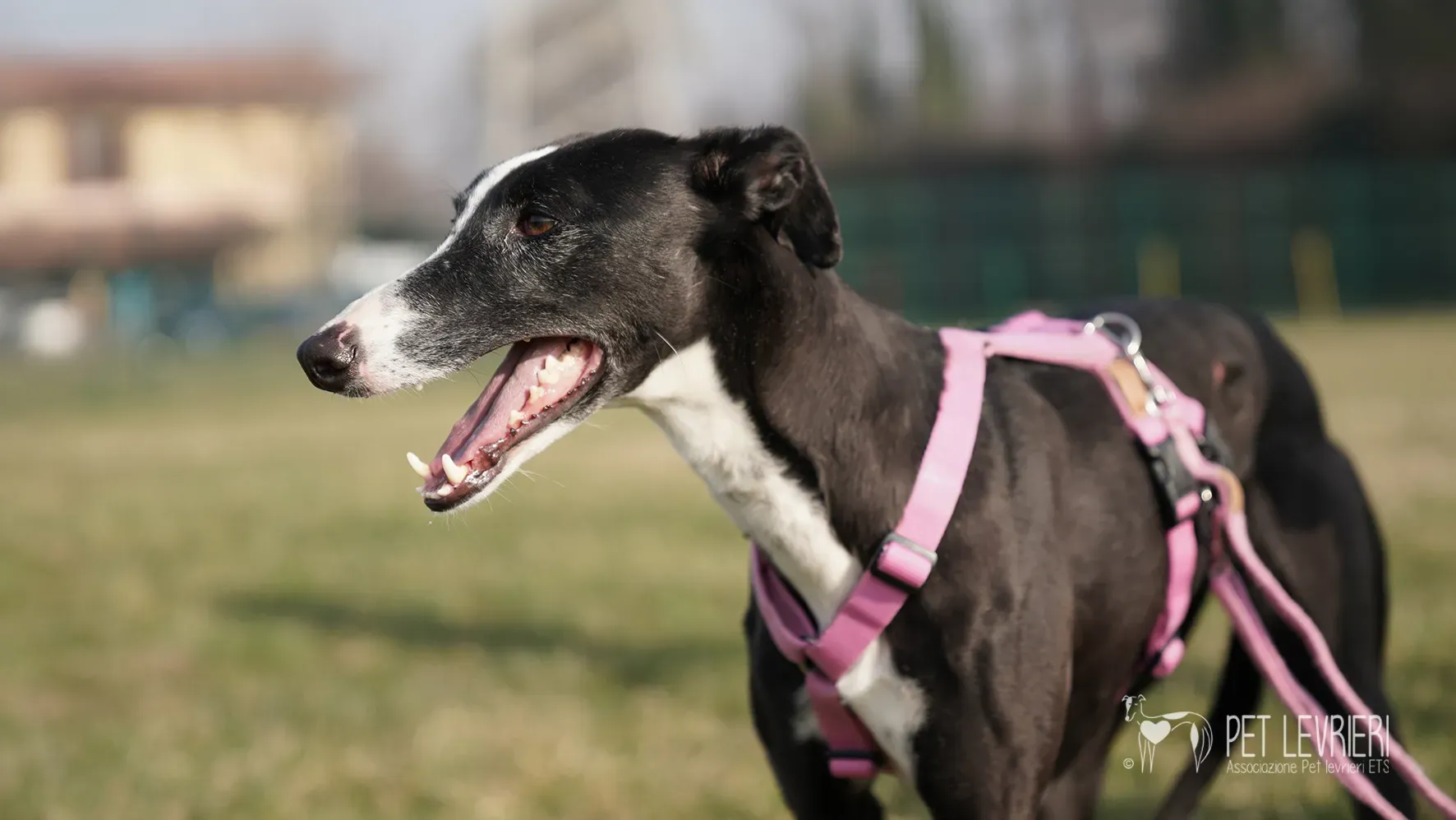 Marea galgo femmina adozione galgo arrivo 17febbraio 150