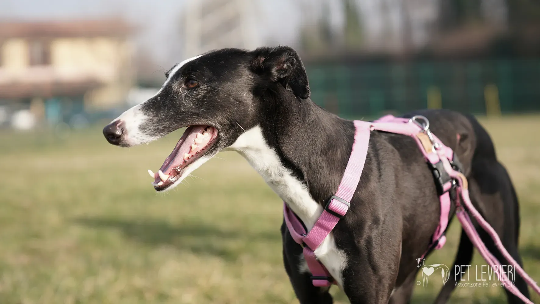 Marea galgo femmina adozione galgo arrivo 17febbraio 151