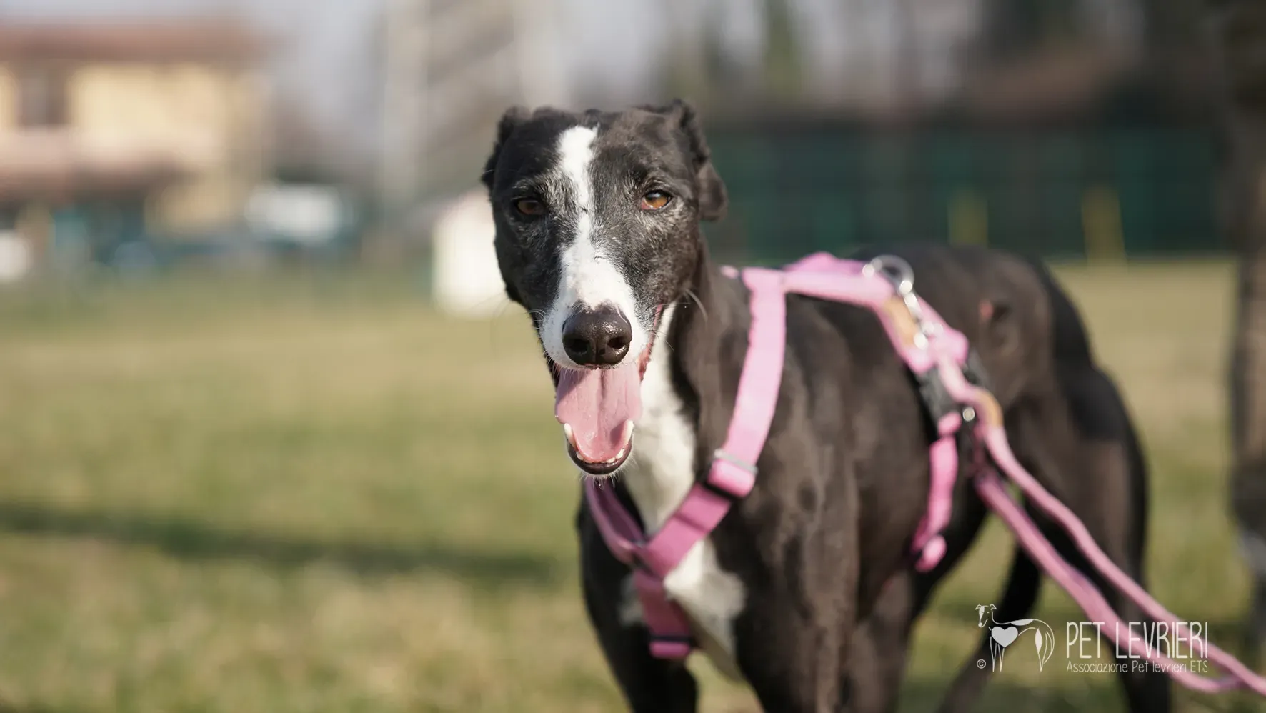 Marea galgo femmina adozione galgo arrivo 17febbraio 152