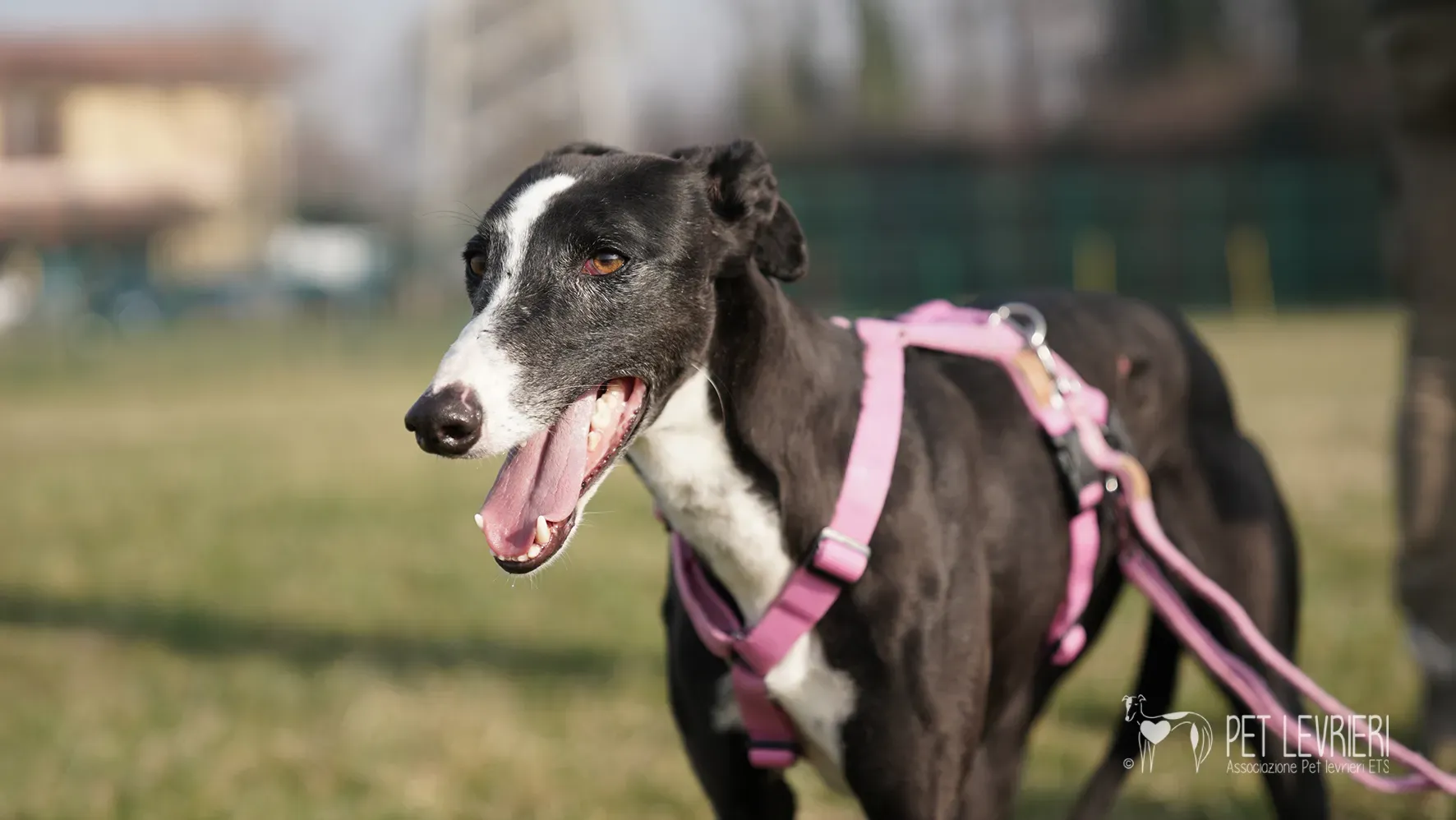 Marea galgo femmina adozione galgo arrivo 17febbraio 153