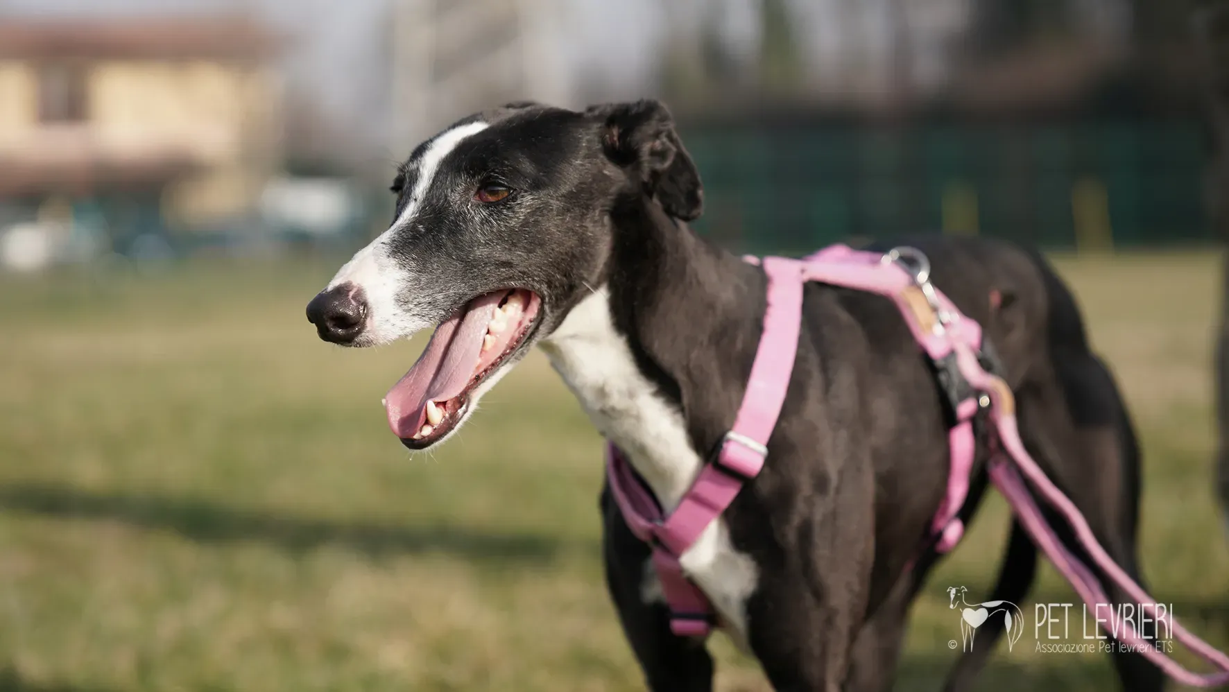 Marea galgo femmina adozione galgo arrivo 17febbraio 154