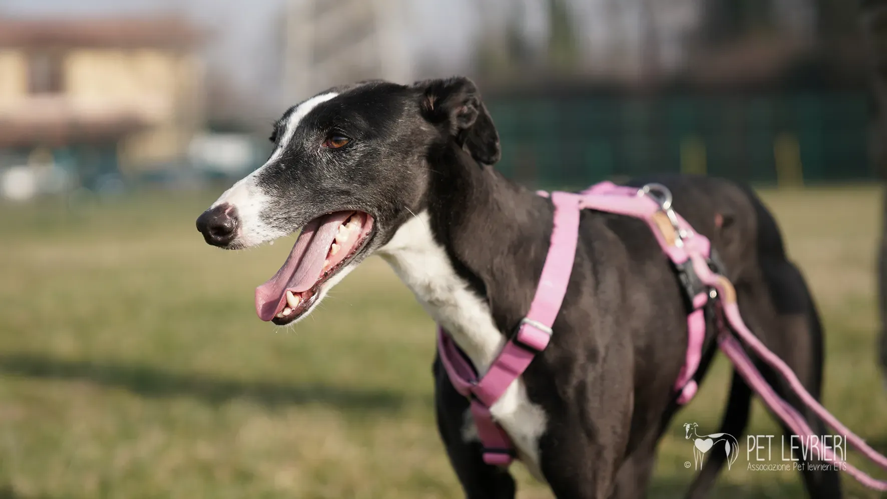 Marea galgo femmina adozione galgo arrivo 17febbraio 155