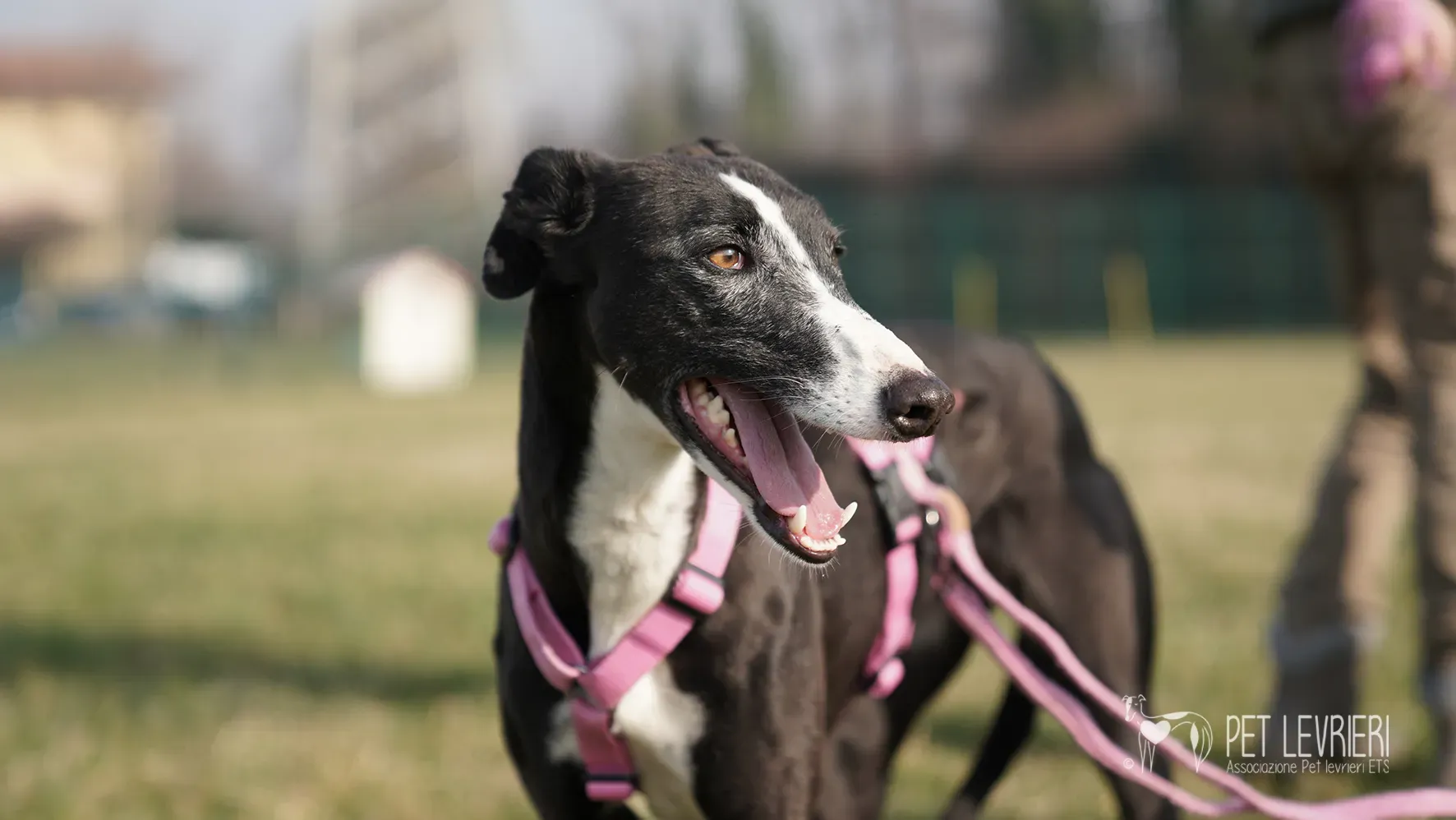 Marea galgo femmina adozione galgo arrivo 17febbraio 156